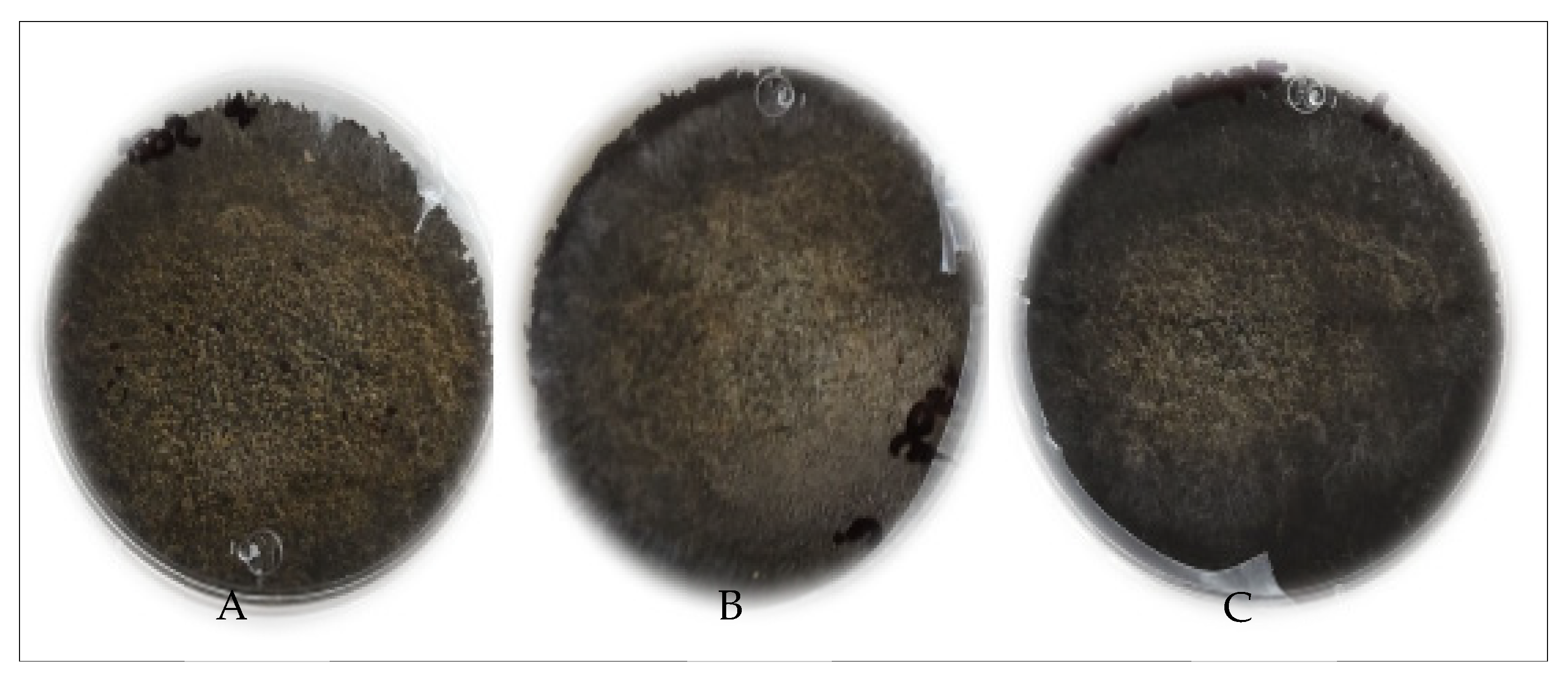 Molecules 27 03887 g004 Molecules 27 03887 g004