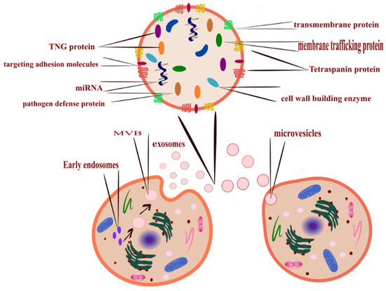 Interaction of IL-38 and DSTN in HEK293T cells. Association of IL-38