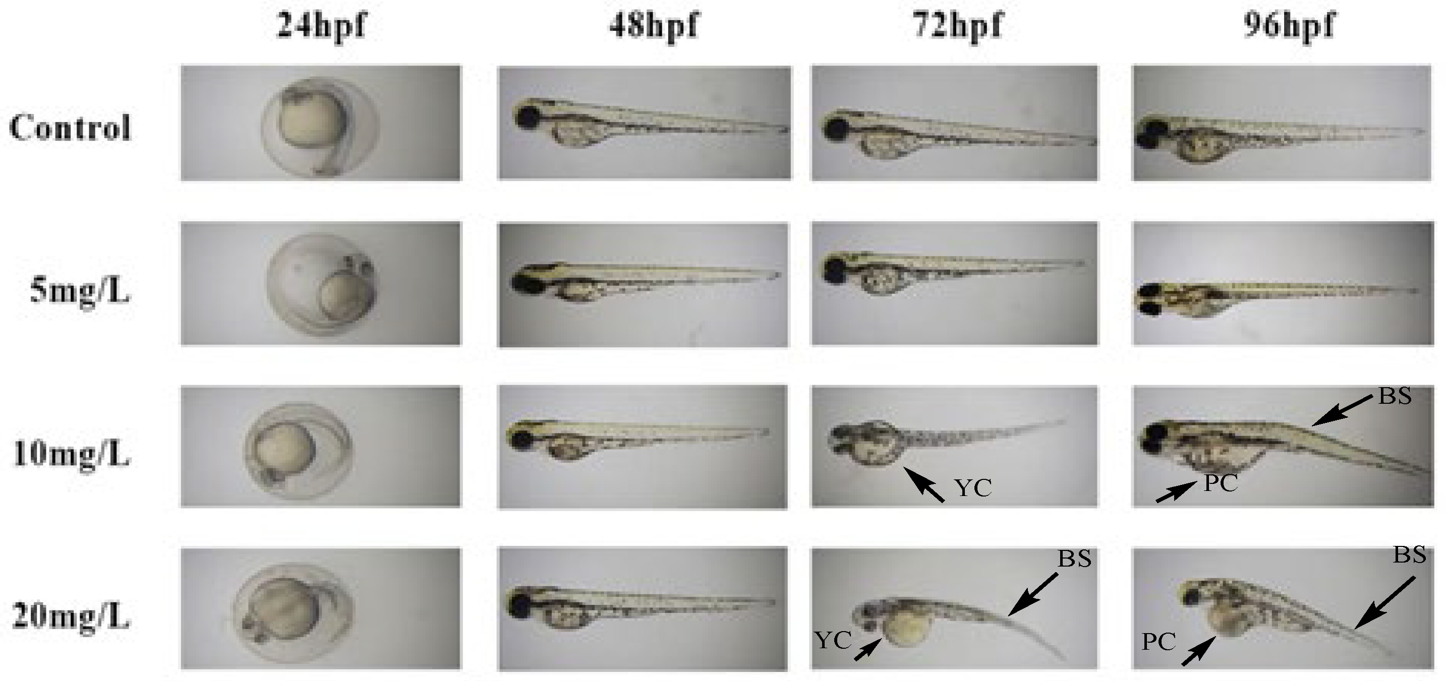 Molecules 27 03946 g004 550