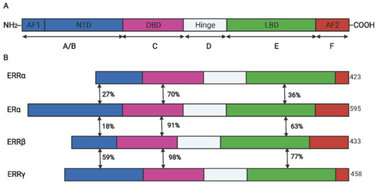 Estrogen-Related Receptor α: A Significant Regulator and