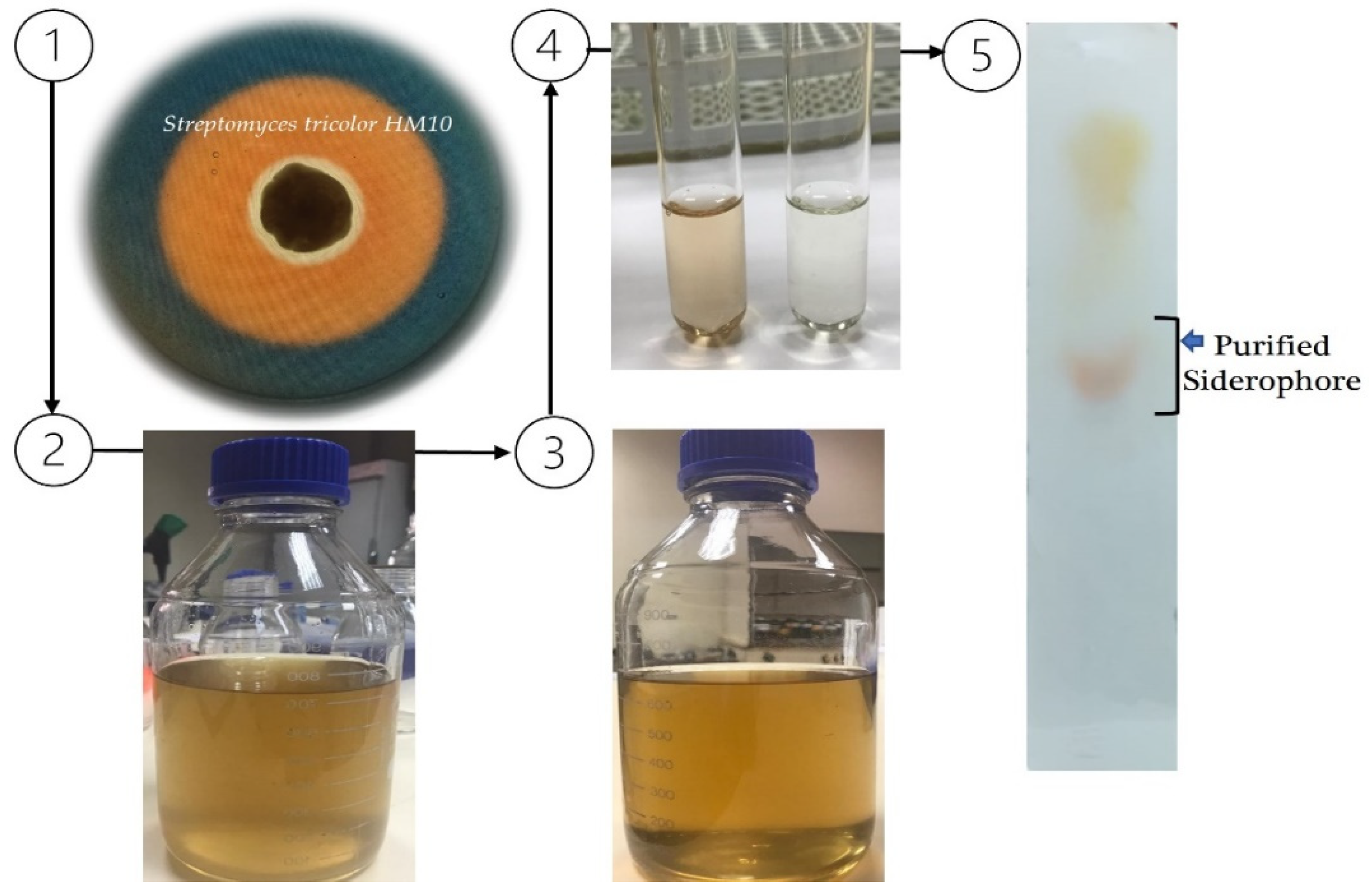 Molecules 27 04010 g001