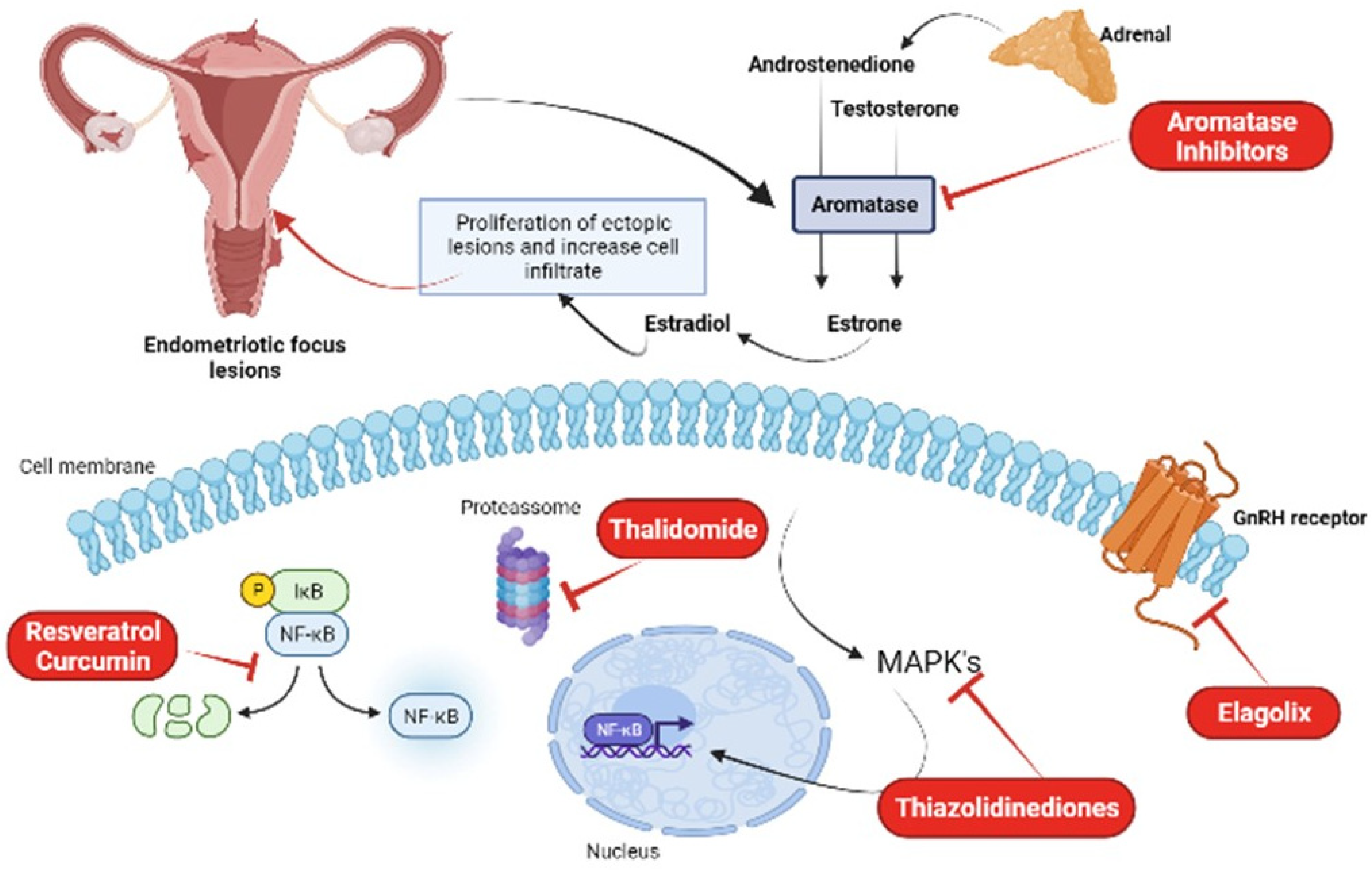 Molecules Free FullText Endometriosis A Disease with Few Direct Treatment Options