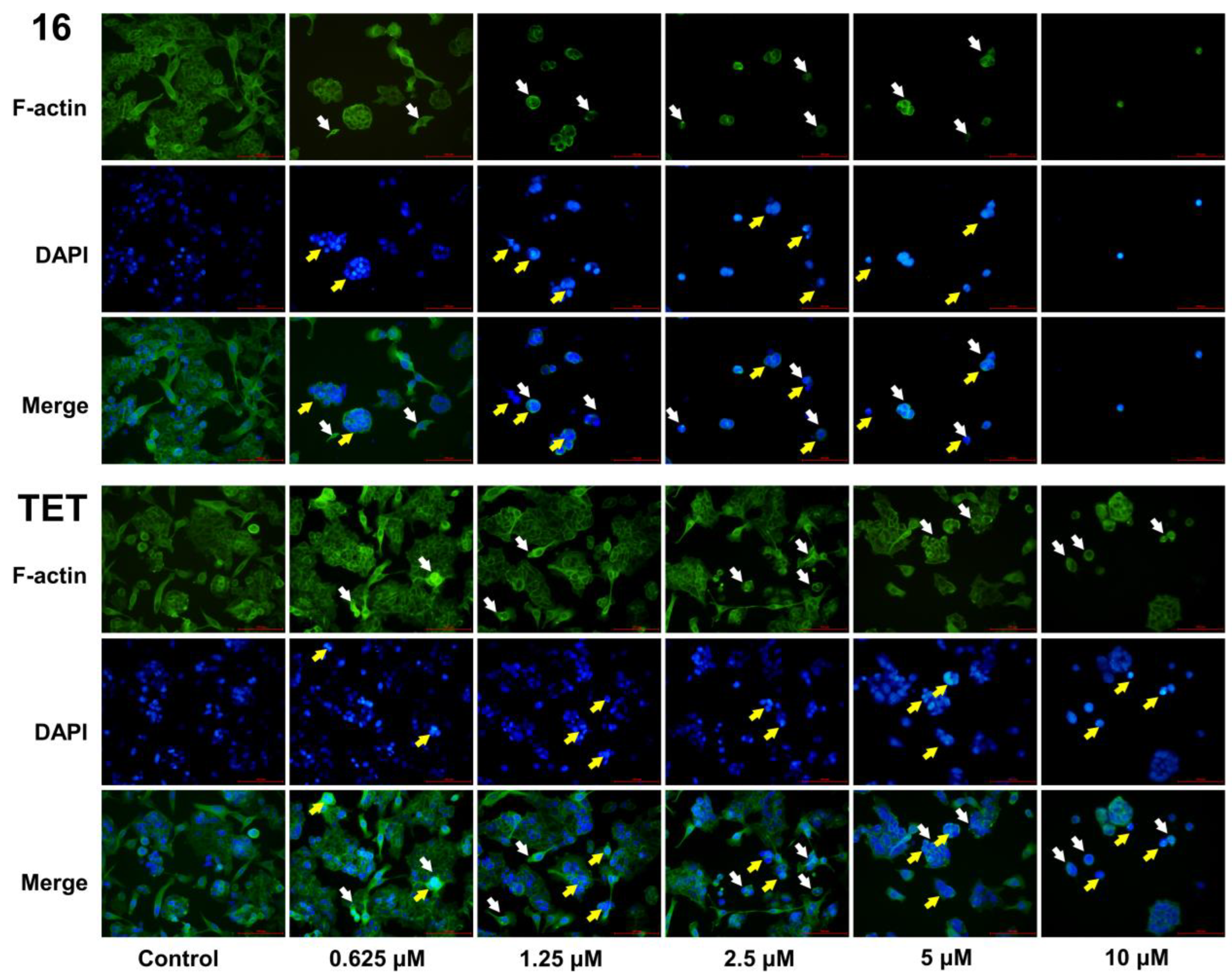 Molecules 27 04040 g006