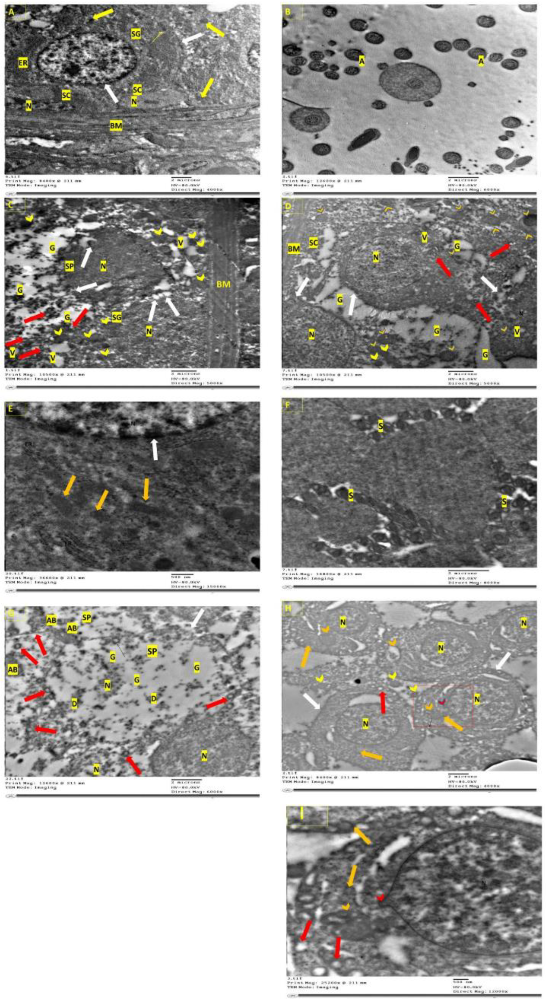 Molecules 27 04069 g005 550