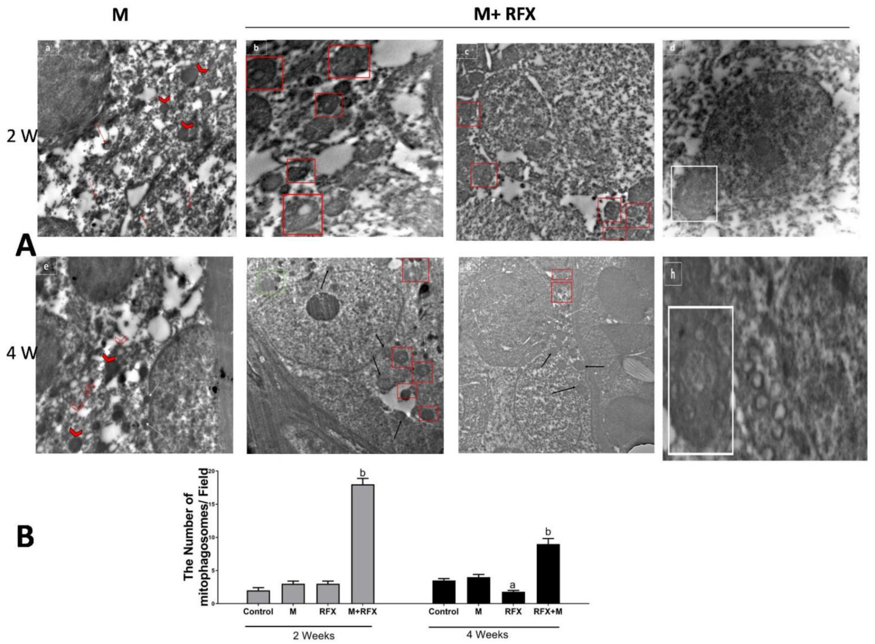 Molecules 27 04069 g012 550