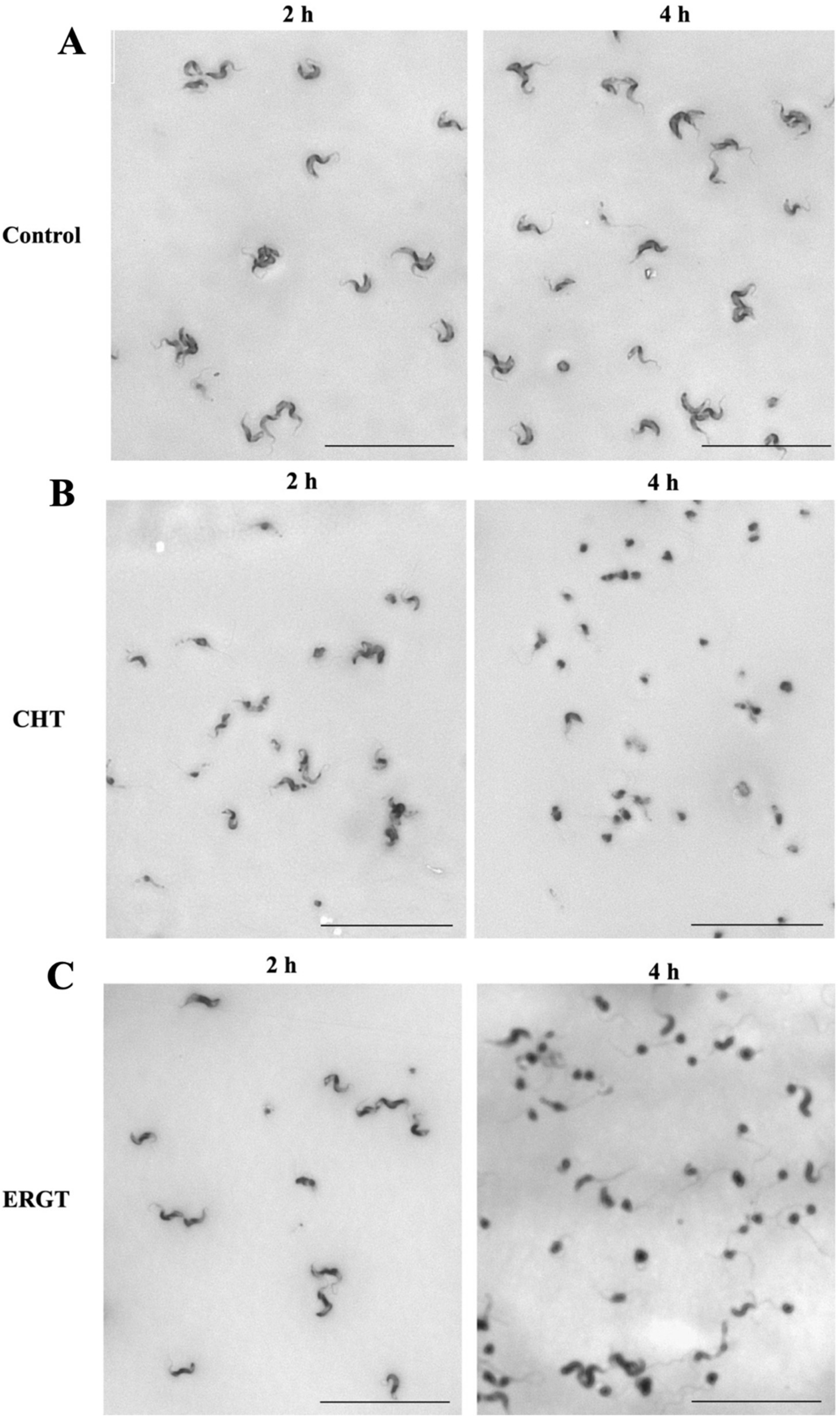 Molecules 27 04088 g003 550