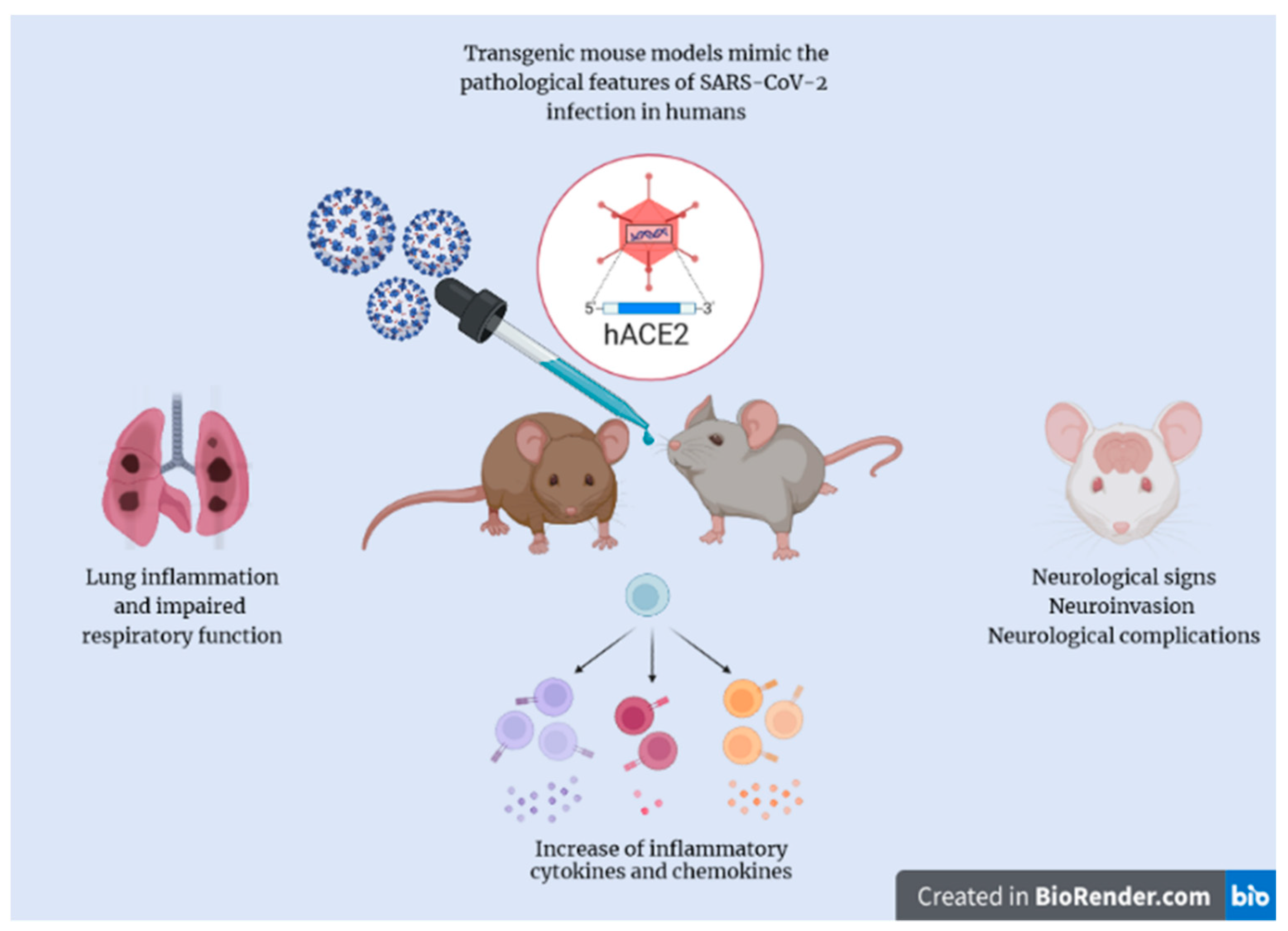Molecules | Free Full-Text | K18- and CAG-hACE2 Transgenic Mouse Models and SARS-CoV-2: Implications for Neurodegeneration Research
