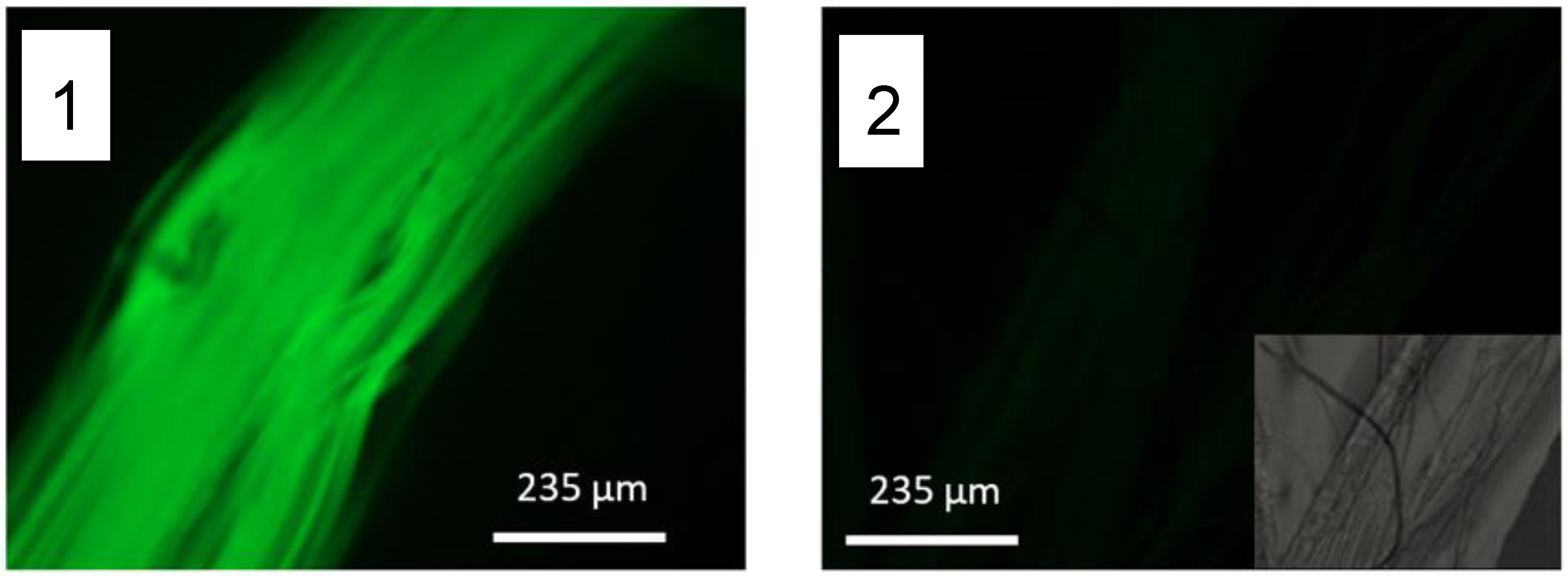 Molecules 27 04146 g004 550