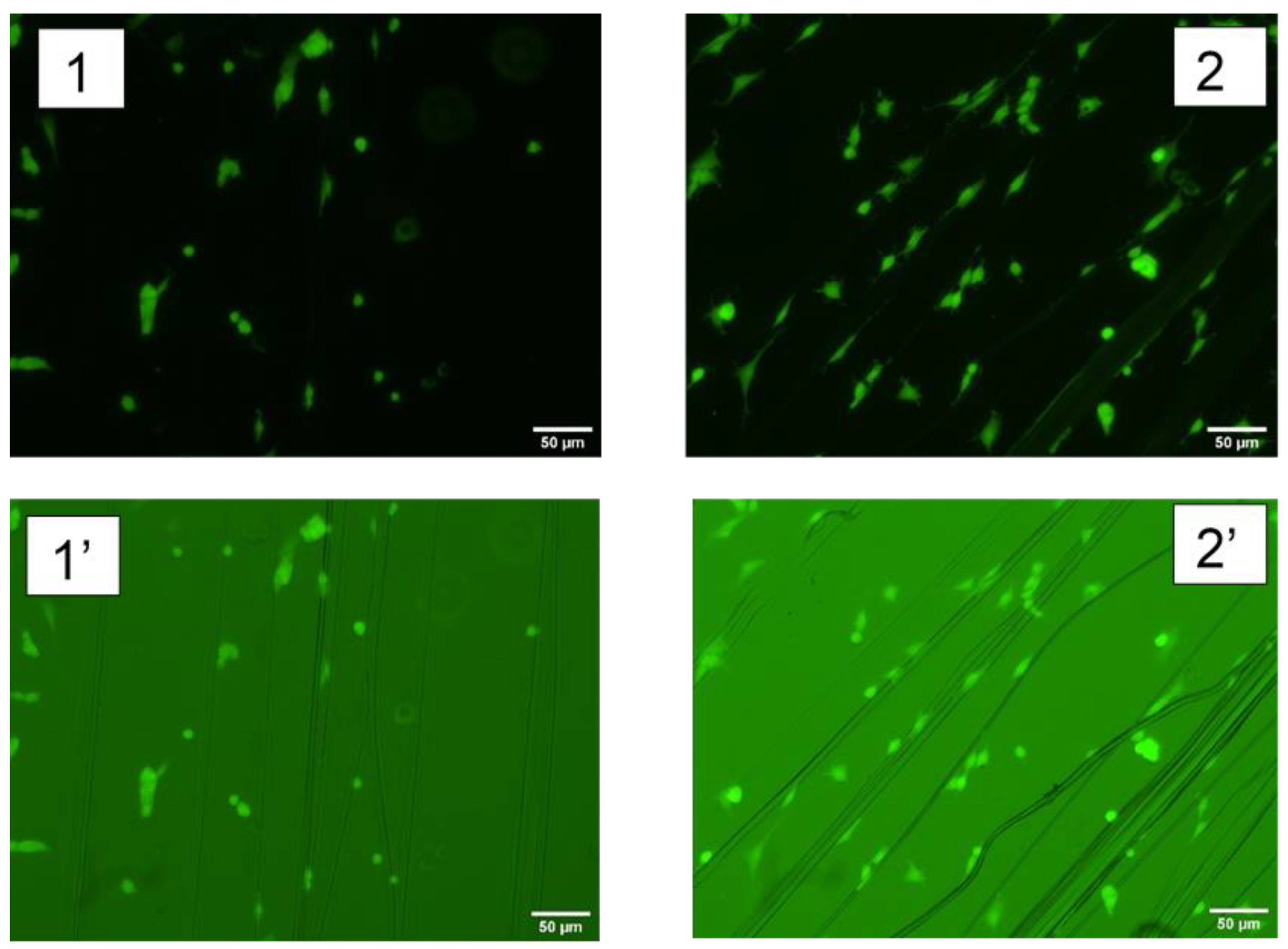 Molecules 27 04146 g006 550
