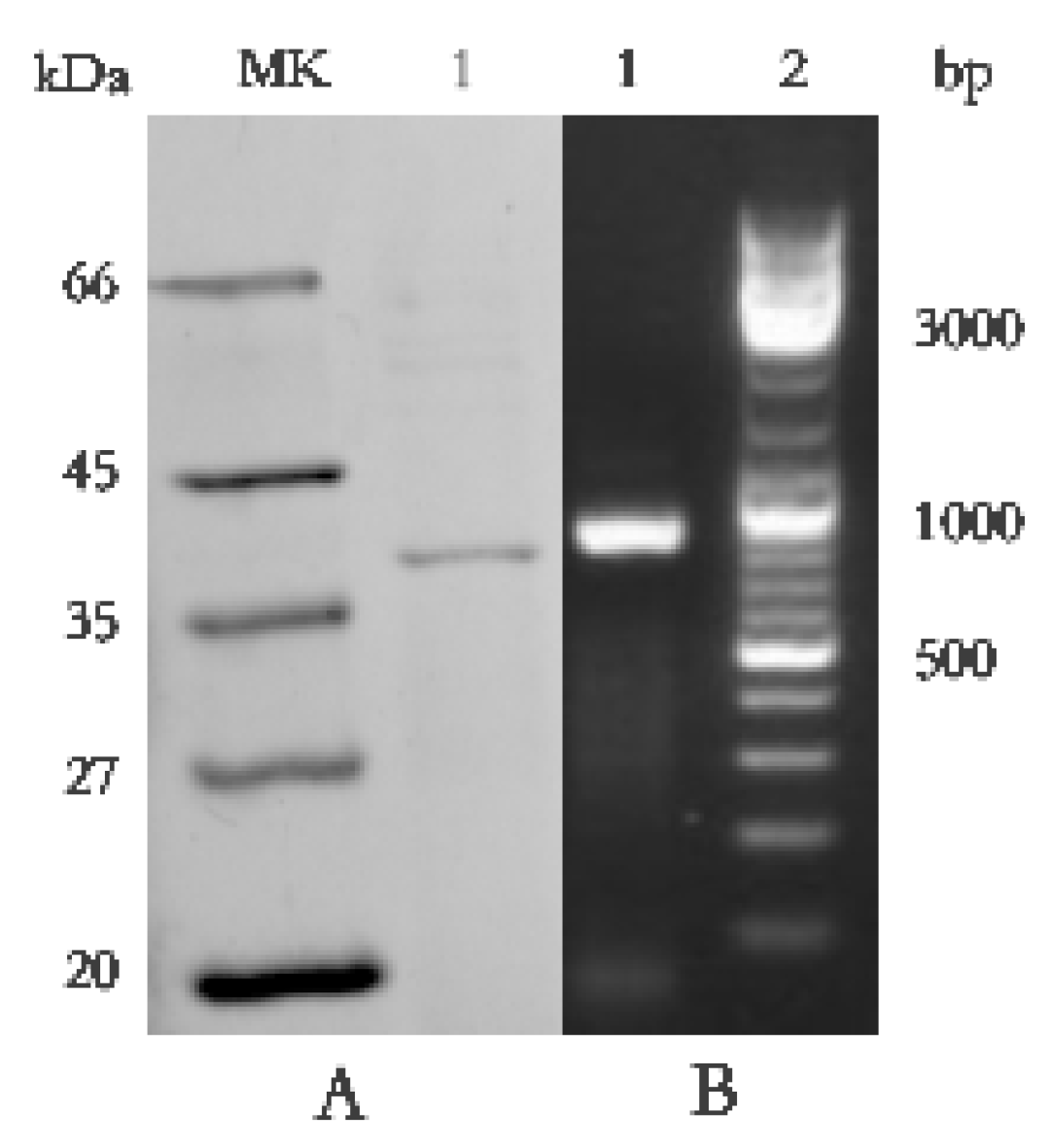 Molecules 27 04259 g004 Molecules 27 04259 g004