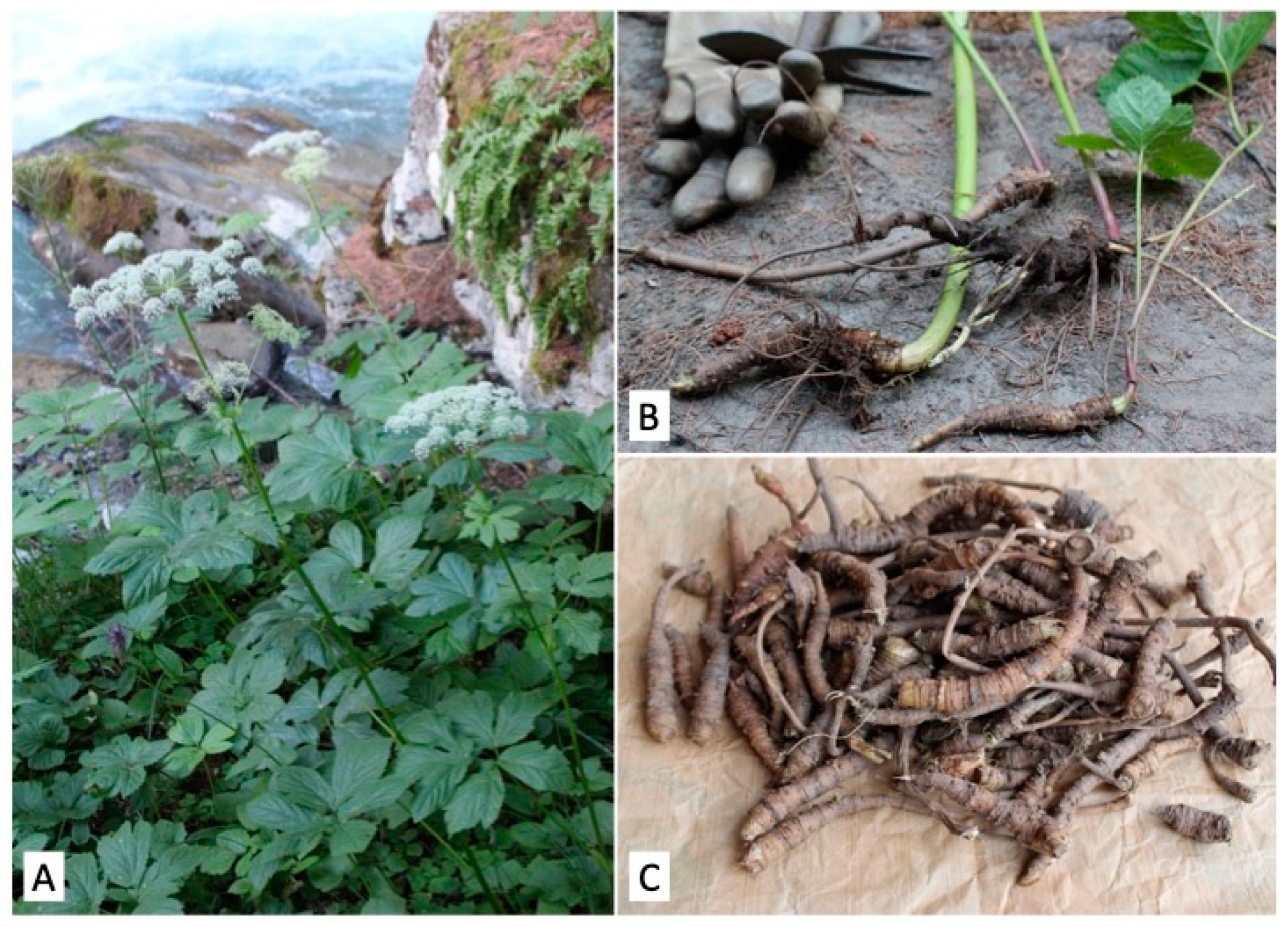 Molecules 27 04271 g001