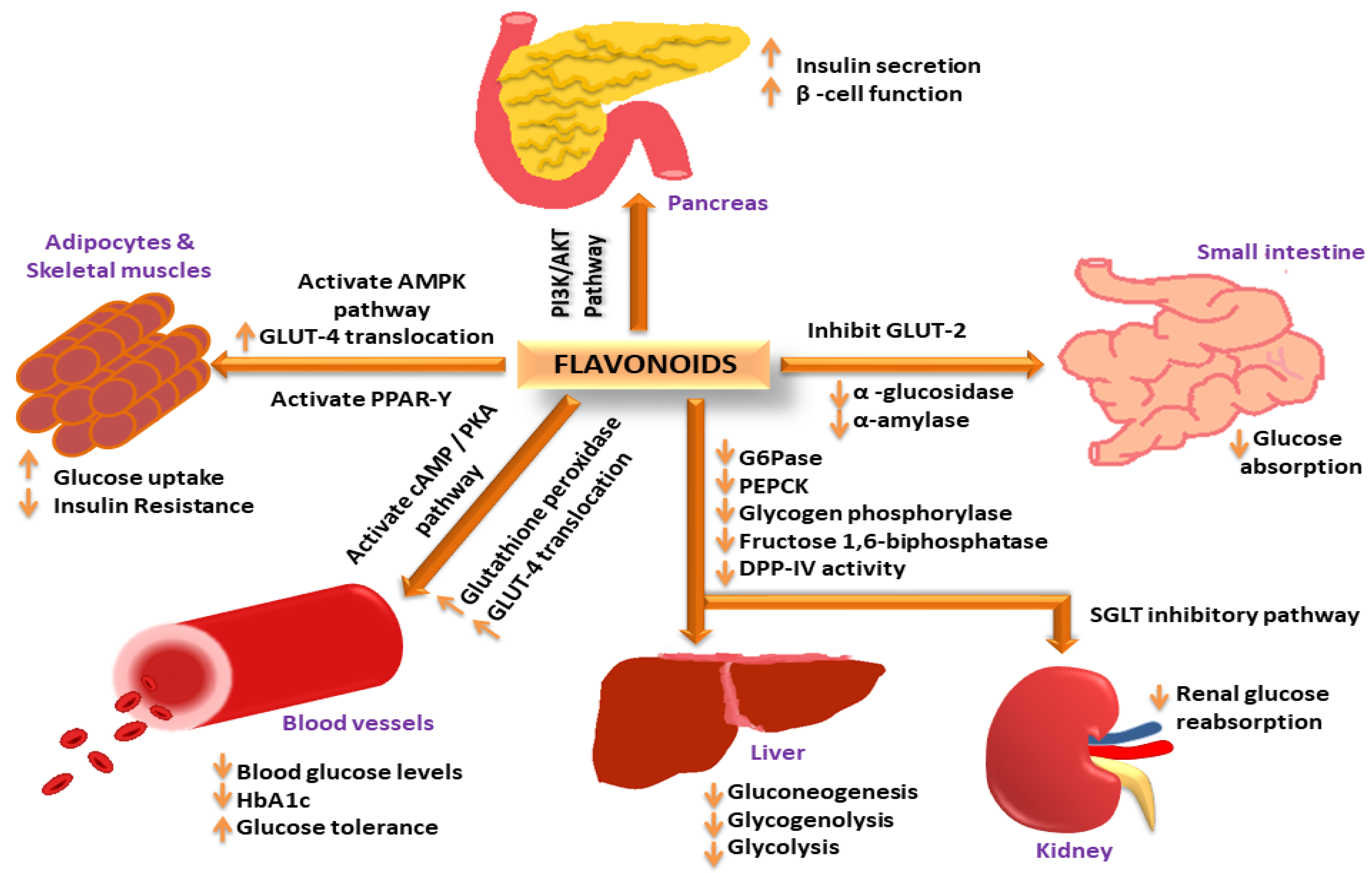 Molecules 27 04278 g001 Molecules 27 04278 g001