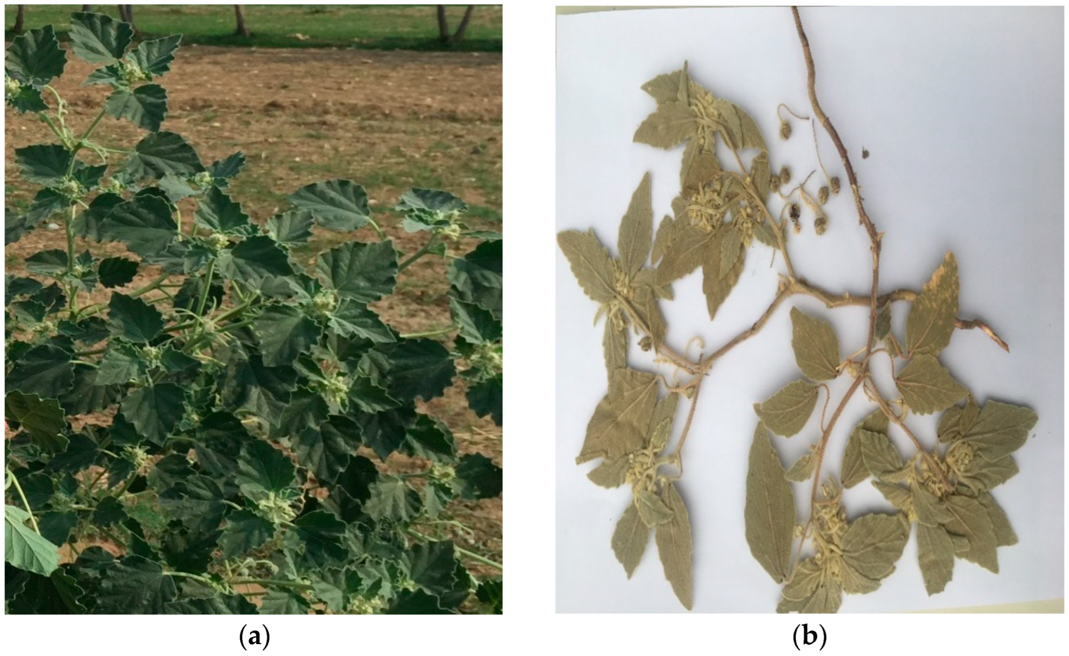 Molecules 27 04321 g001