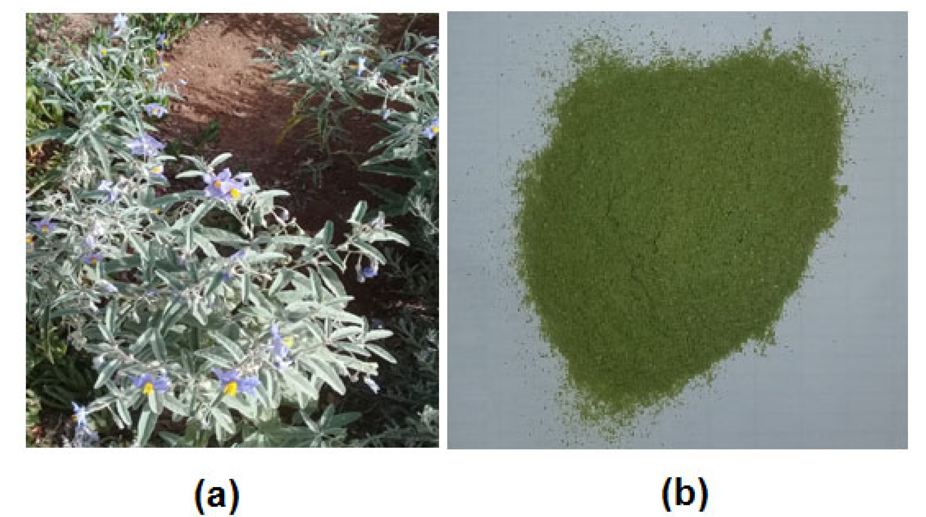 Molecules 27 04322 g001 550