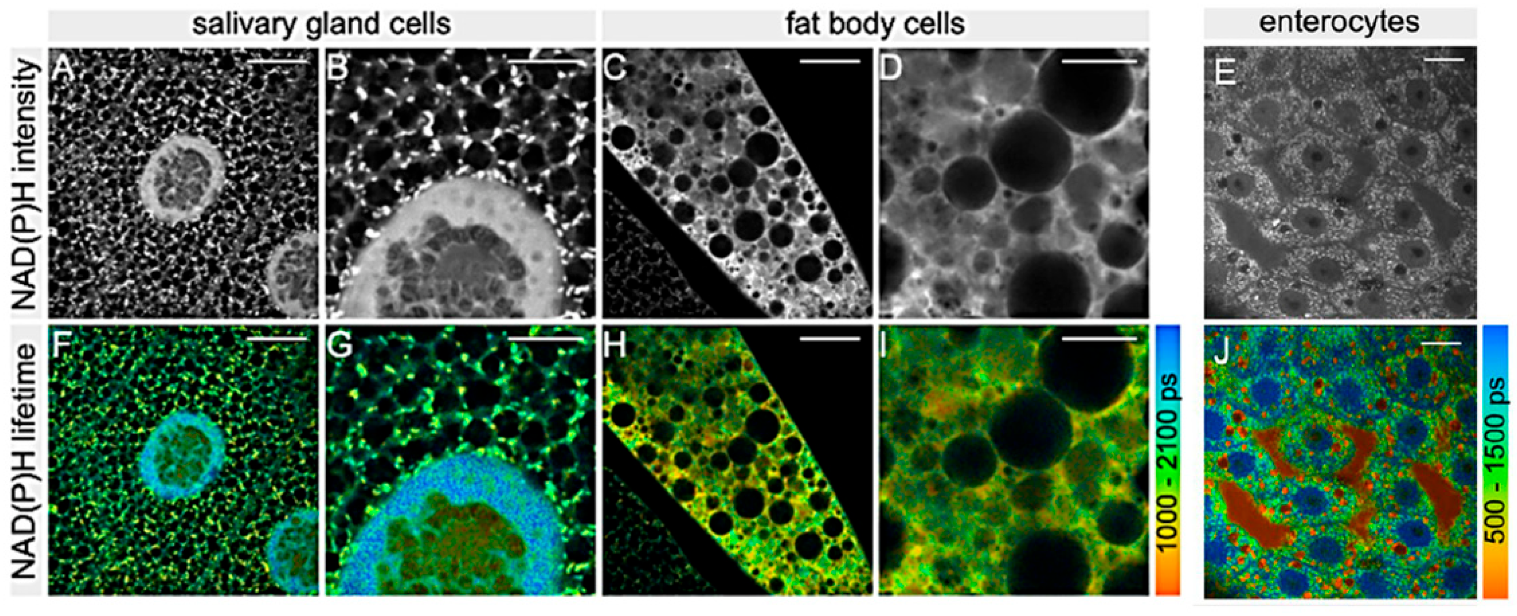 Molecules 27 04458 g009 Molecules 27 04458 g009