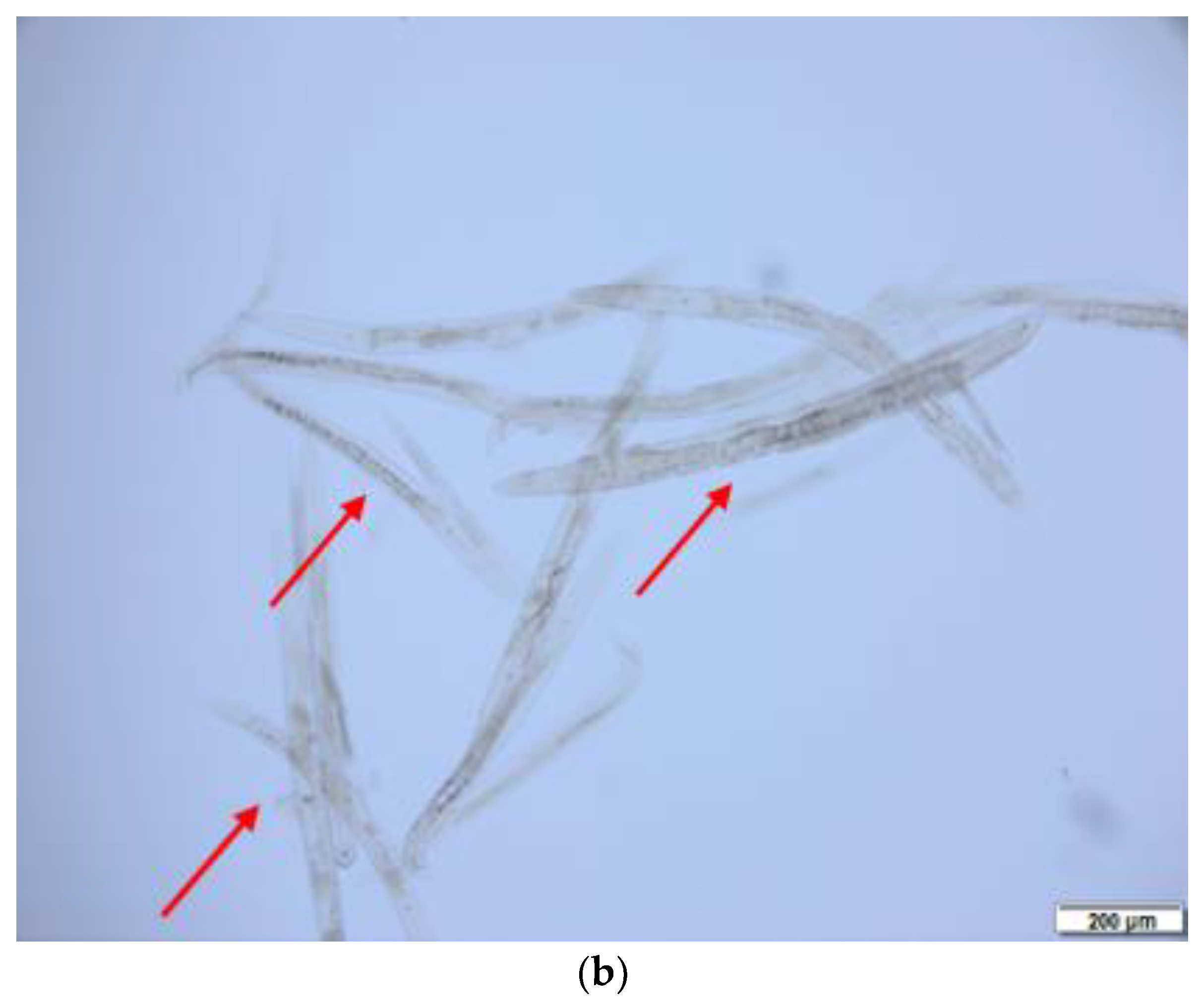Molecules 27 04488 g006b