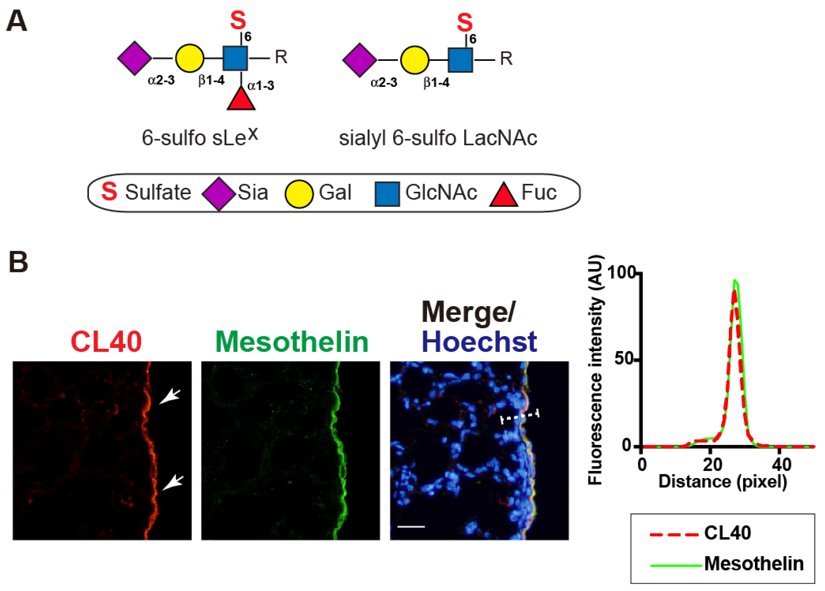 Molecules 27 04543 g001 Molecules 27 04543 g001
