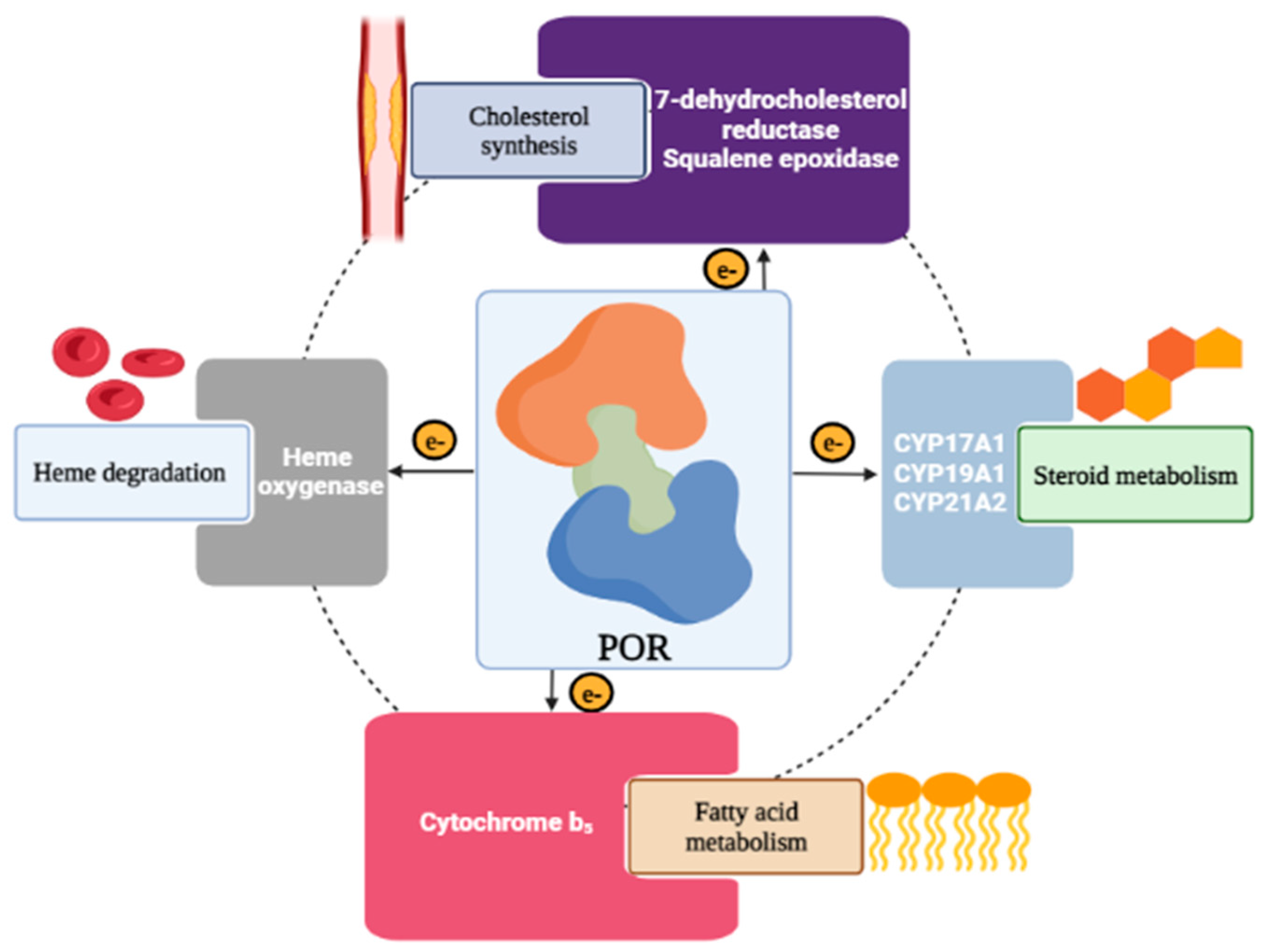 Molecules Free FullText In Silico Analysis of PORD Mutations on