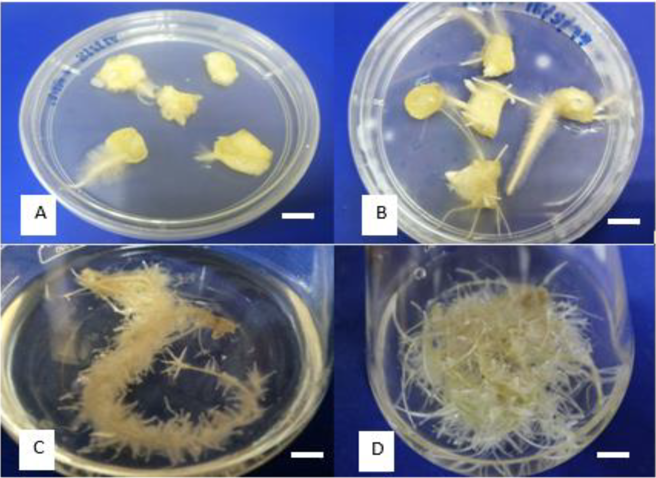 Molecules 27 04744 g003