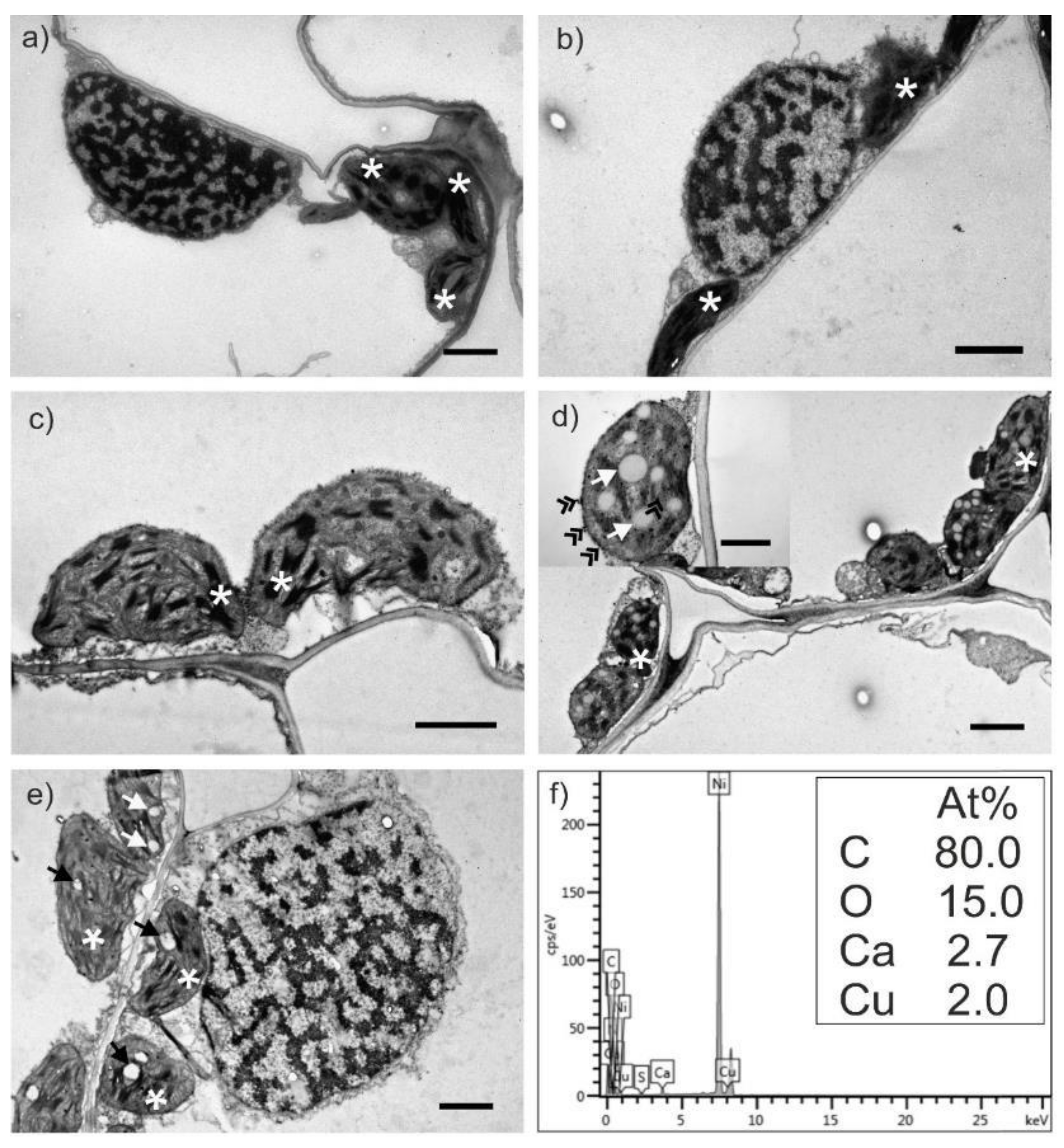 Molecules 27 04835 g006