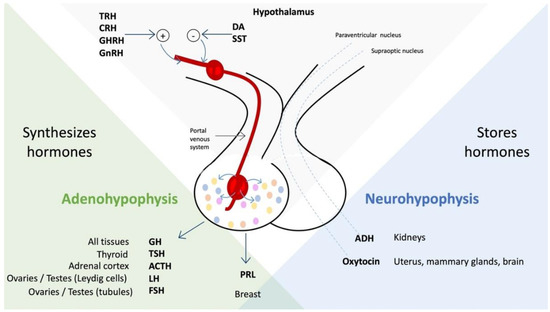Psycho-Neuro-Endocrine-Immunology: A Role for Melatonin in