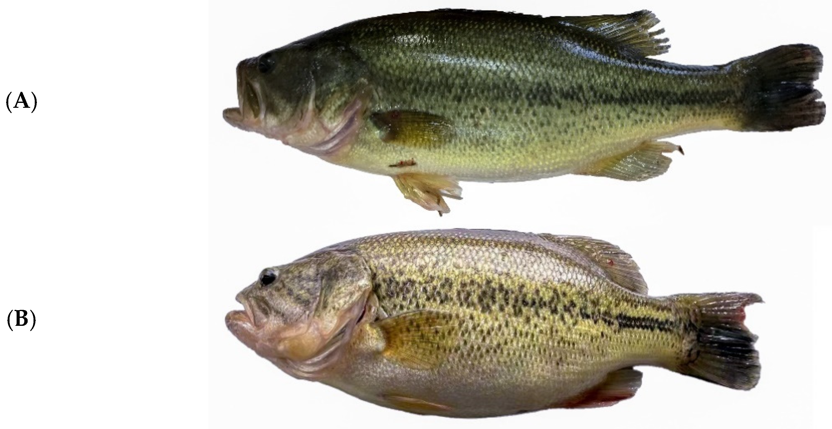 Molecules 27 04927 g001 550