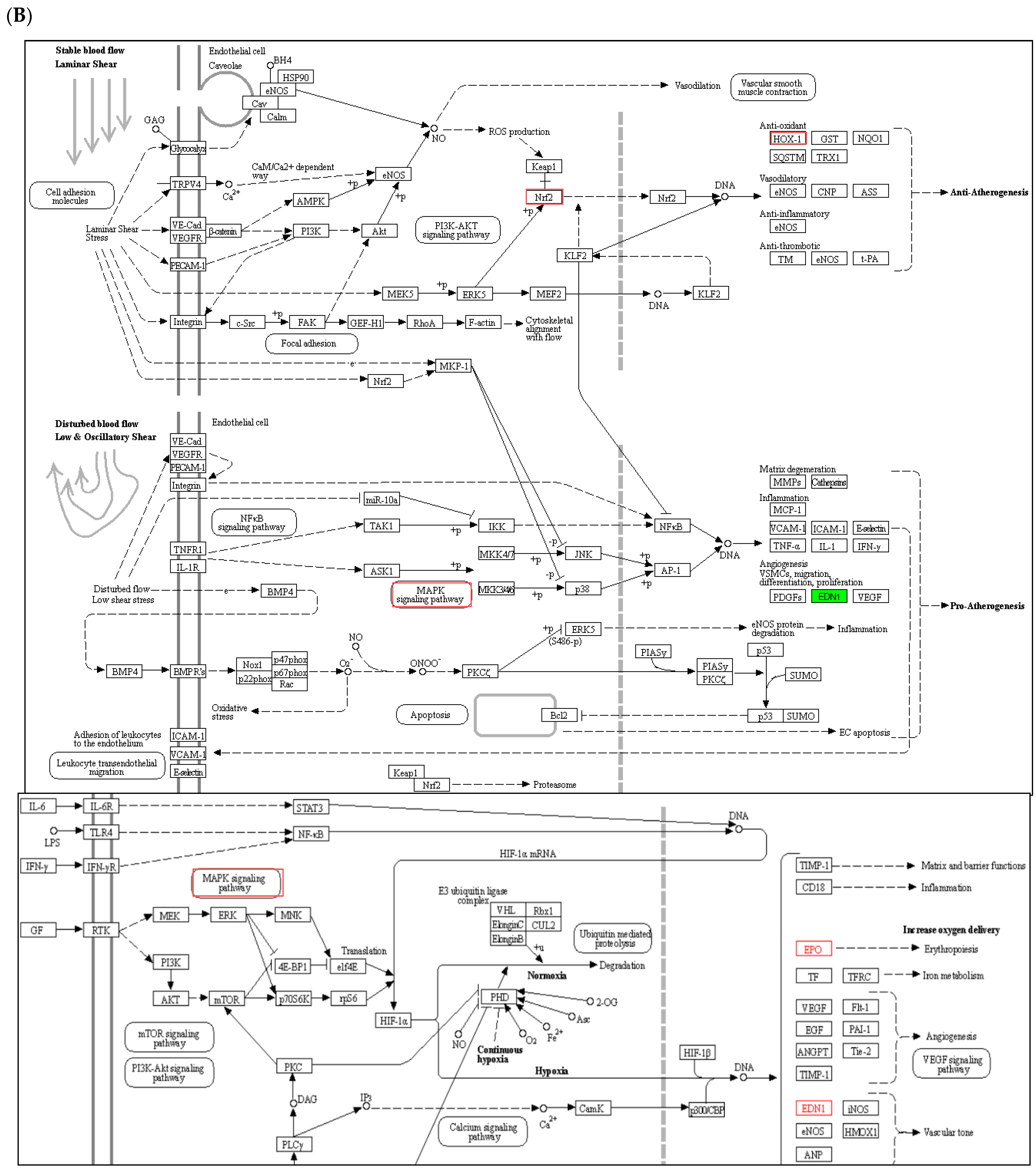 Molecules 27 04952 g004b 550