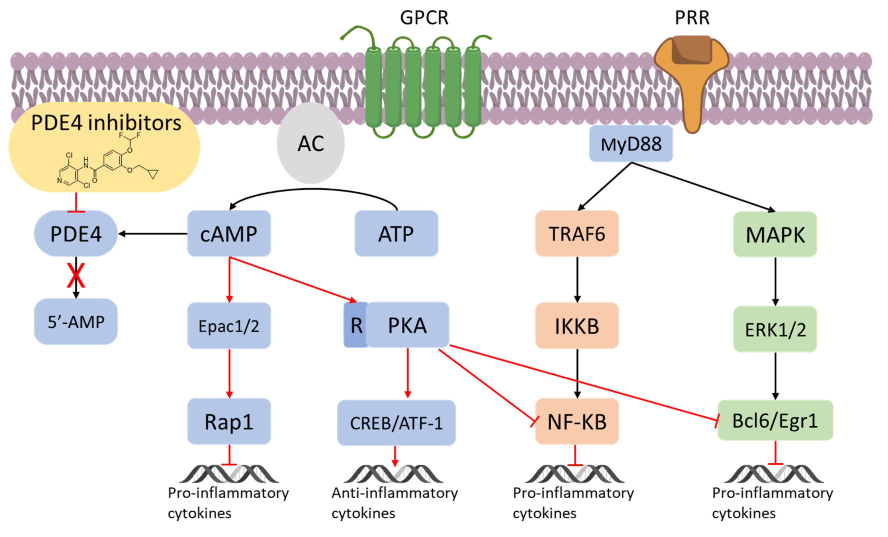Fjernelse bro skruenøgle An Overview of PDE4 Inhibitors in Clinical Trials | Encyclopedia MDPI