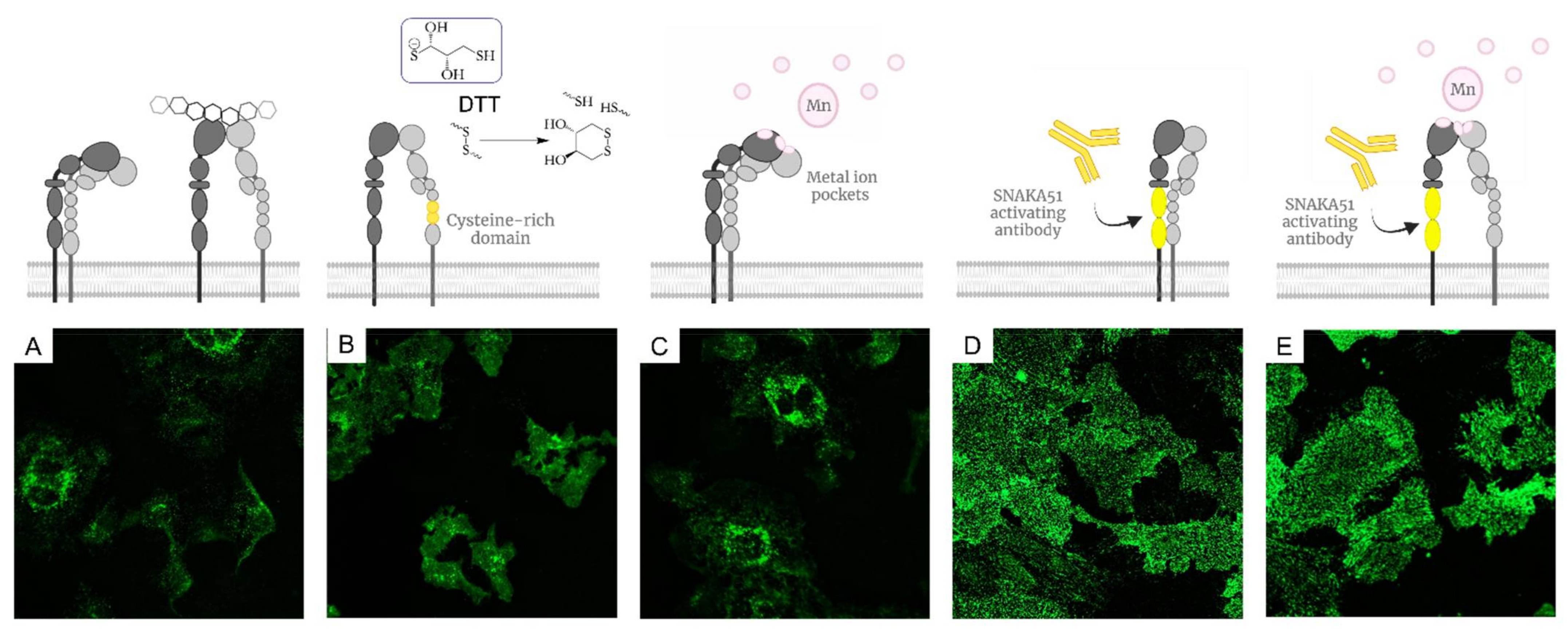 Molecules 27 04968 g001 Molecules 27 04968 g001