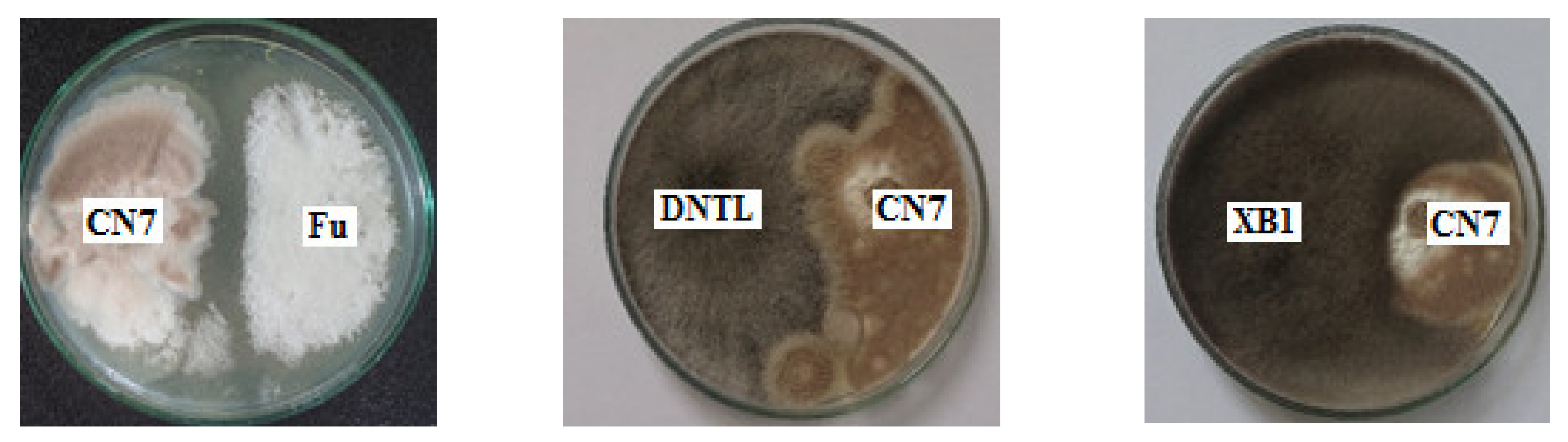 Molecules 27 05051 g004a Molecules 27 05051 g004a