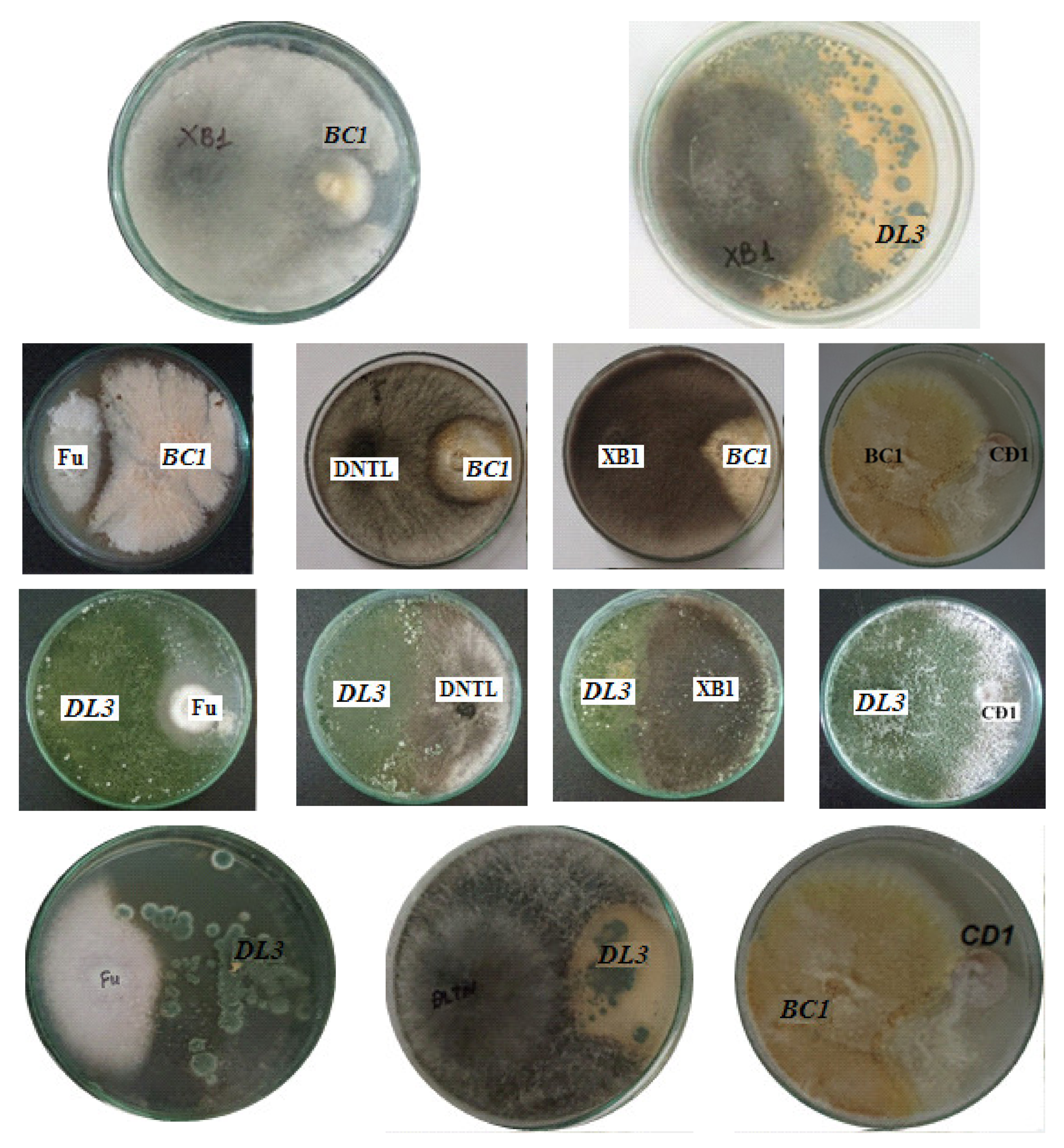 Molecules 27 05051 g004b Molecules 27 05051 g004b