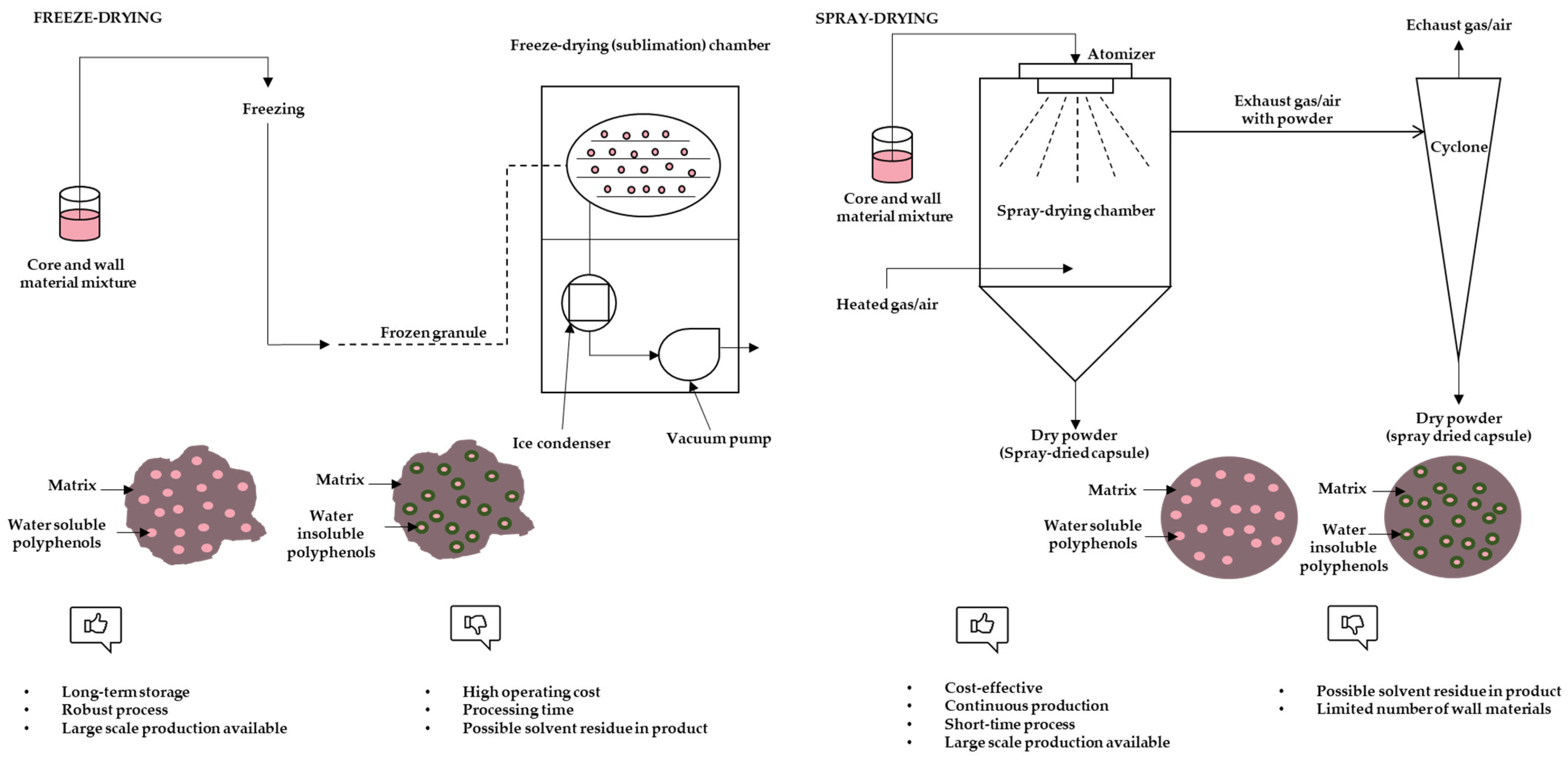 Frontiers Effects Of Spray Drying, Freeze Drying, And