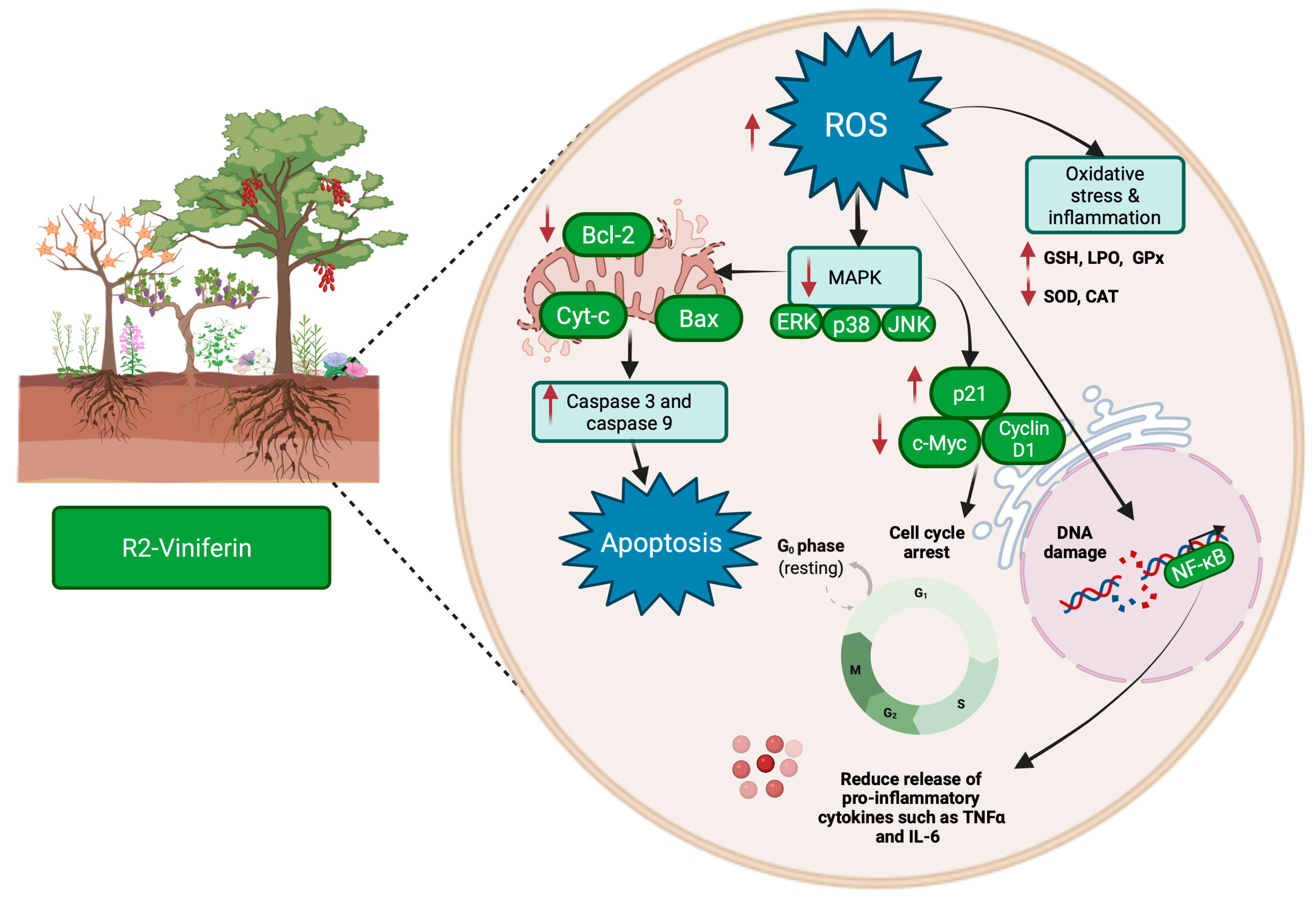Molecules 27 05072 g004 550