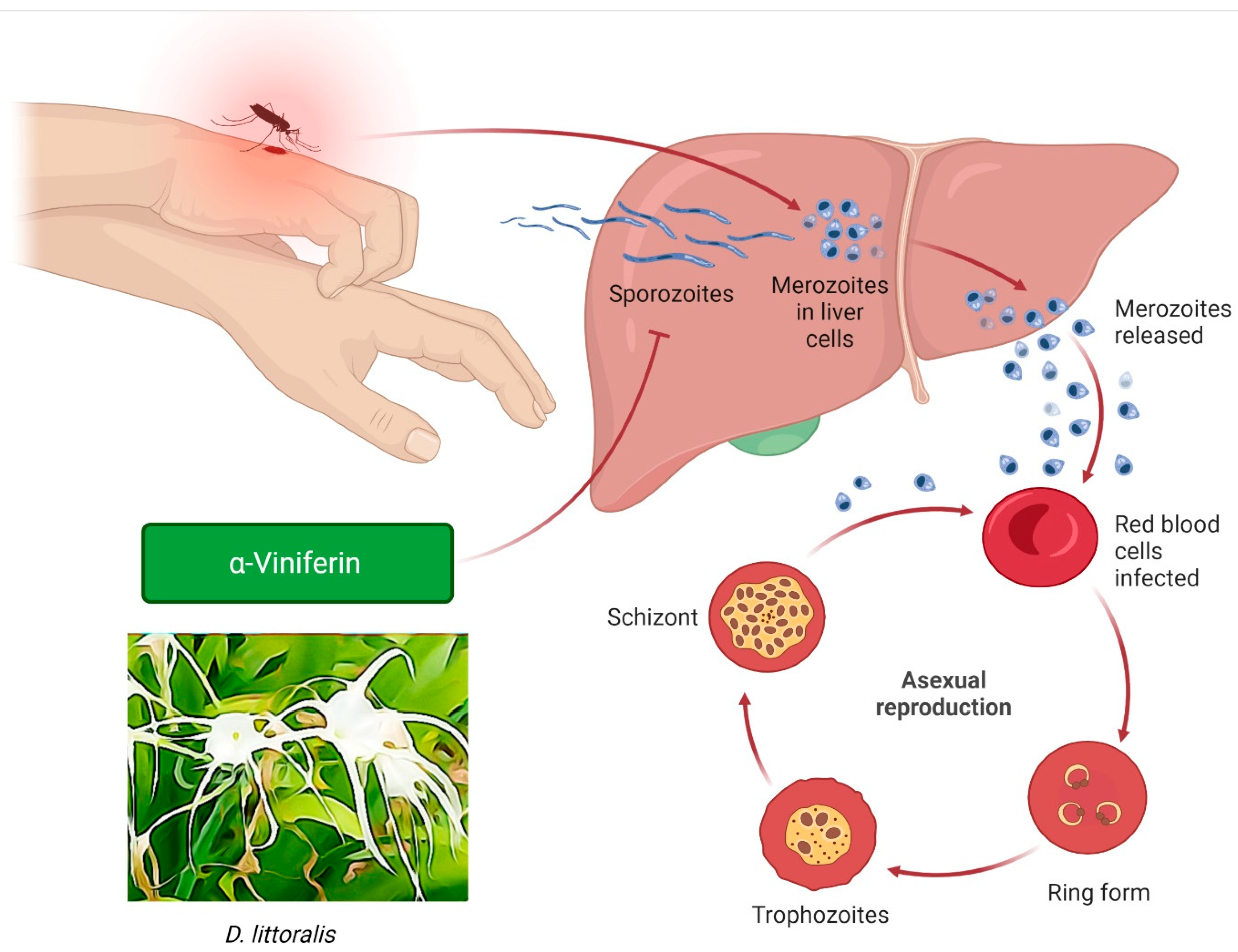 Molecules 27 05072 g006 550