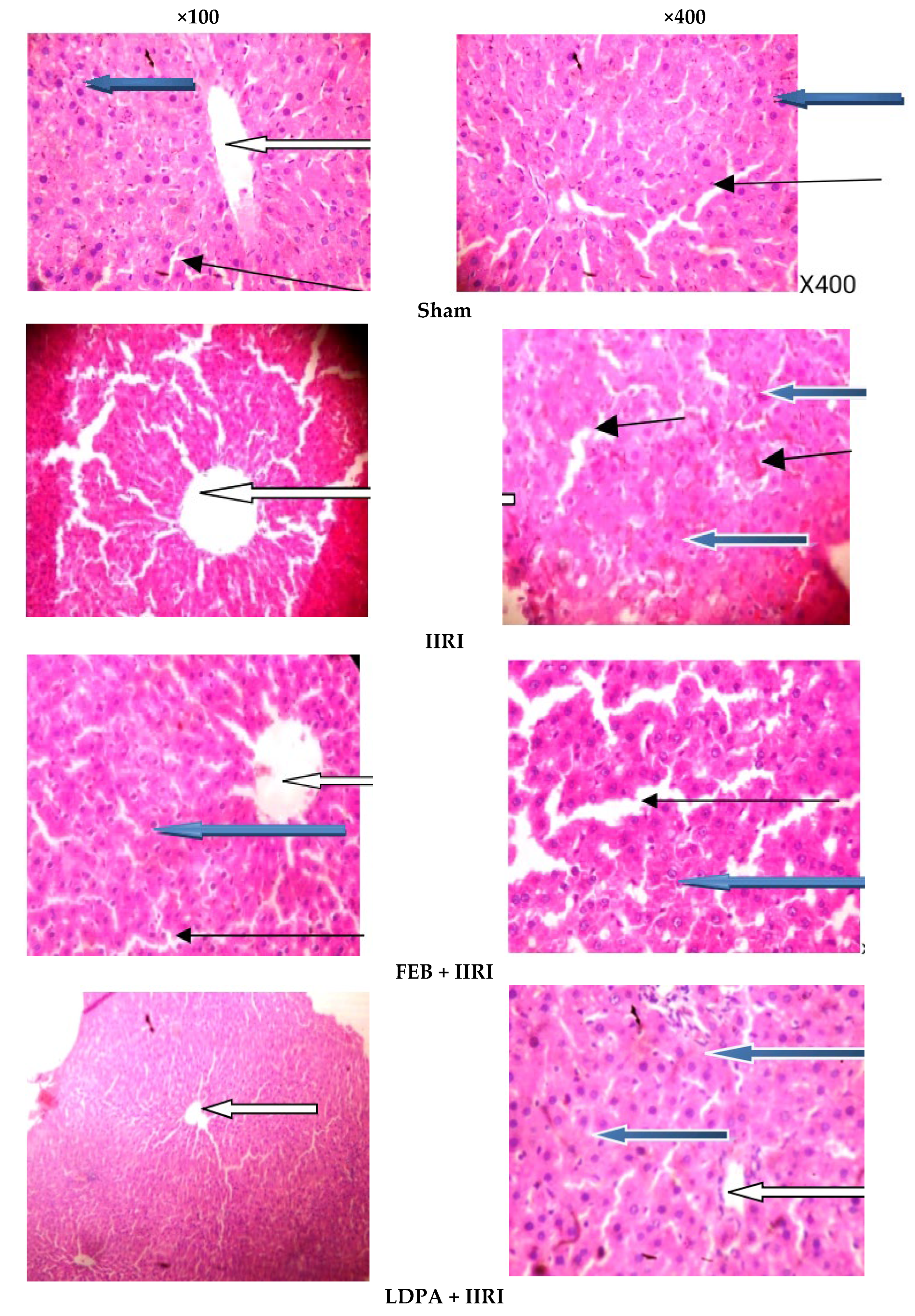 Molecules 27 05073 g006a