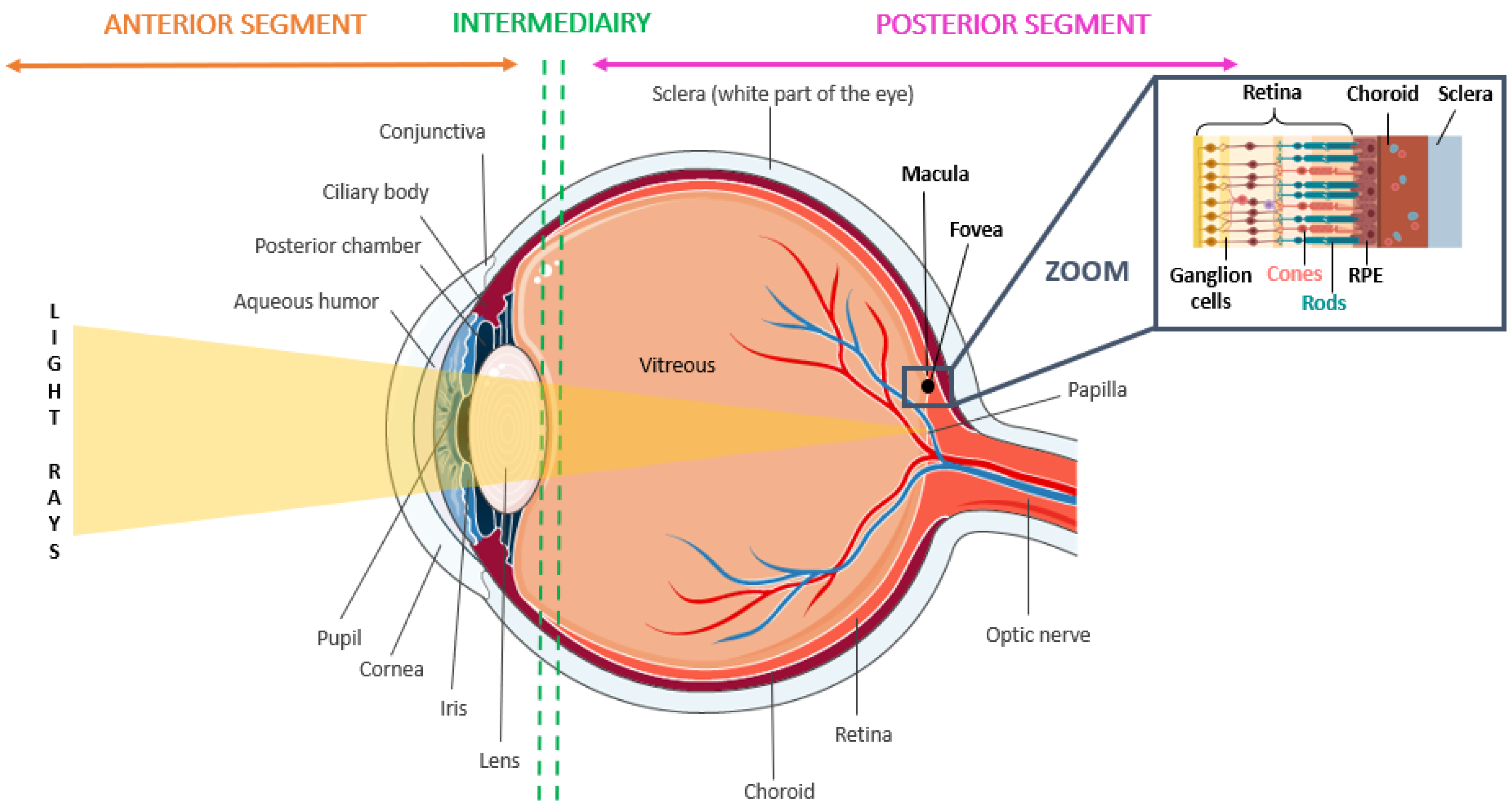 Antipoison Krympe Enumerate Molecules | Free Full-Text | Recent Advances in Age-Related Macular  Degeneration Therapies