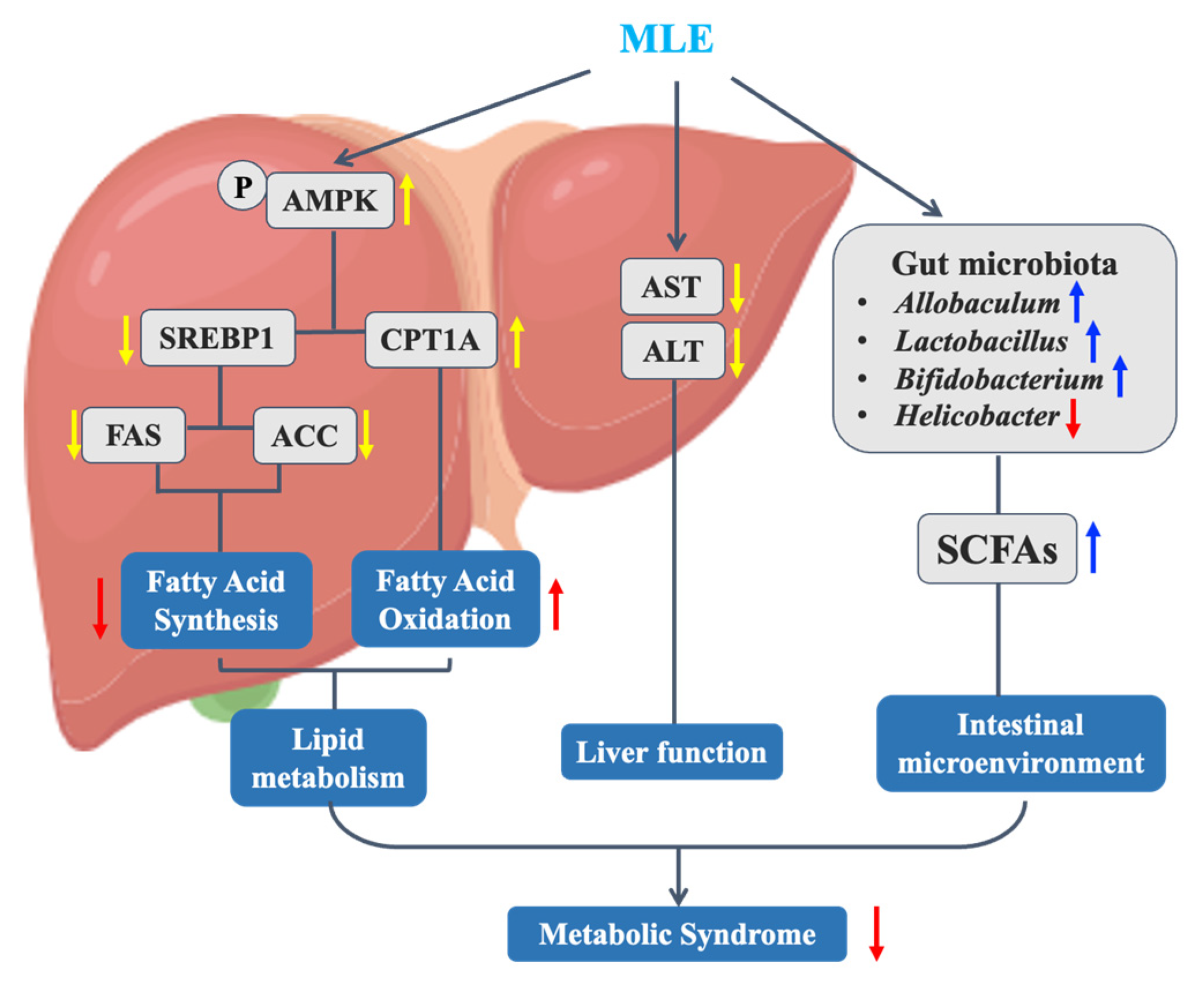Mulberry Leaf Extract Improves Metabolic Syndrome by