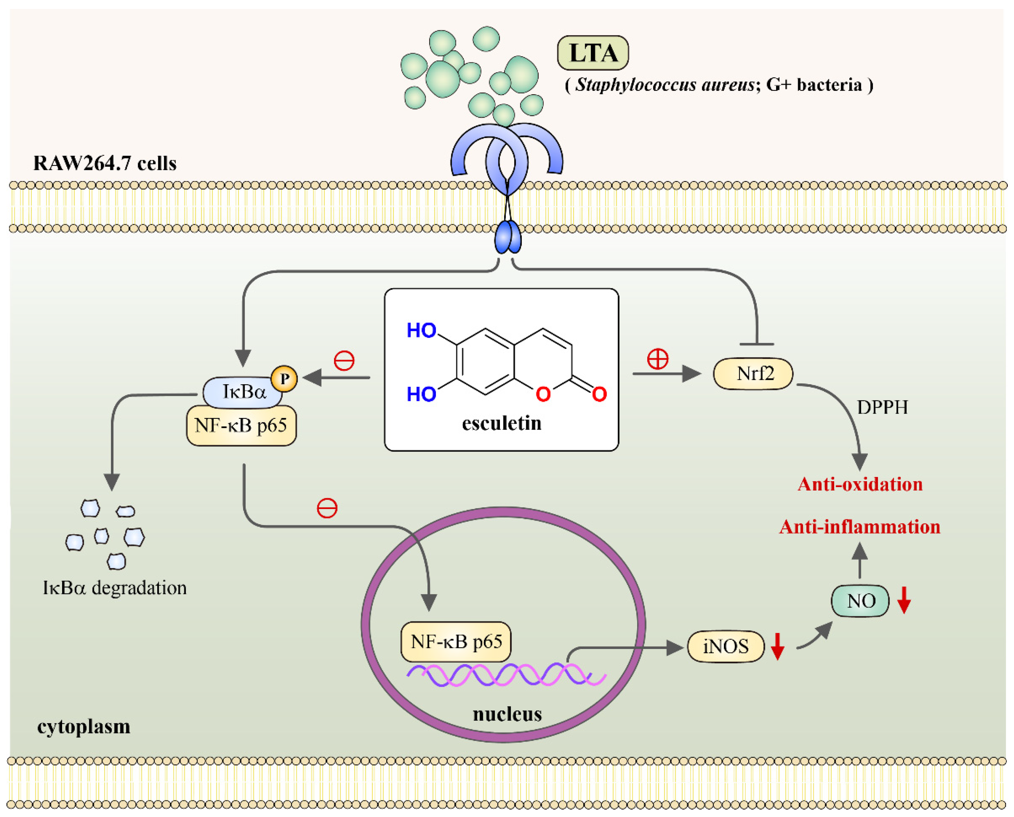 Molecules 27 05143 g007