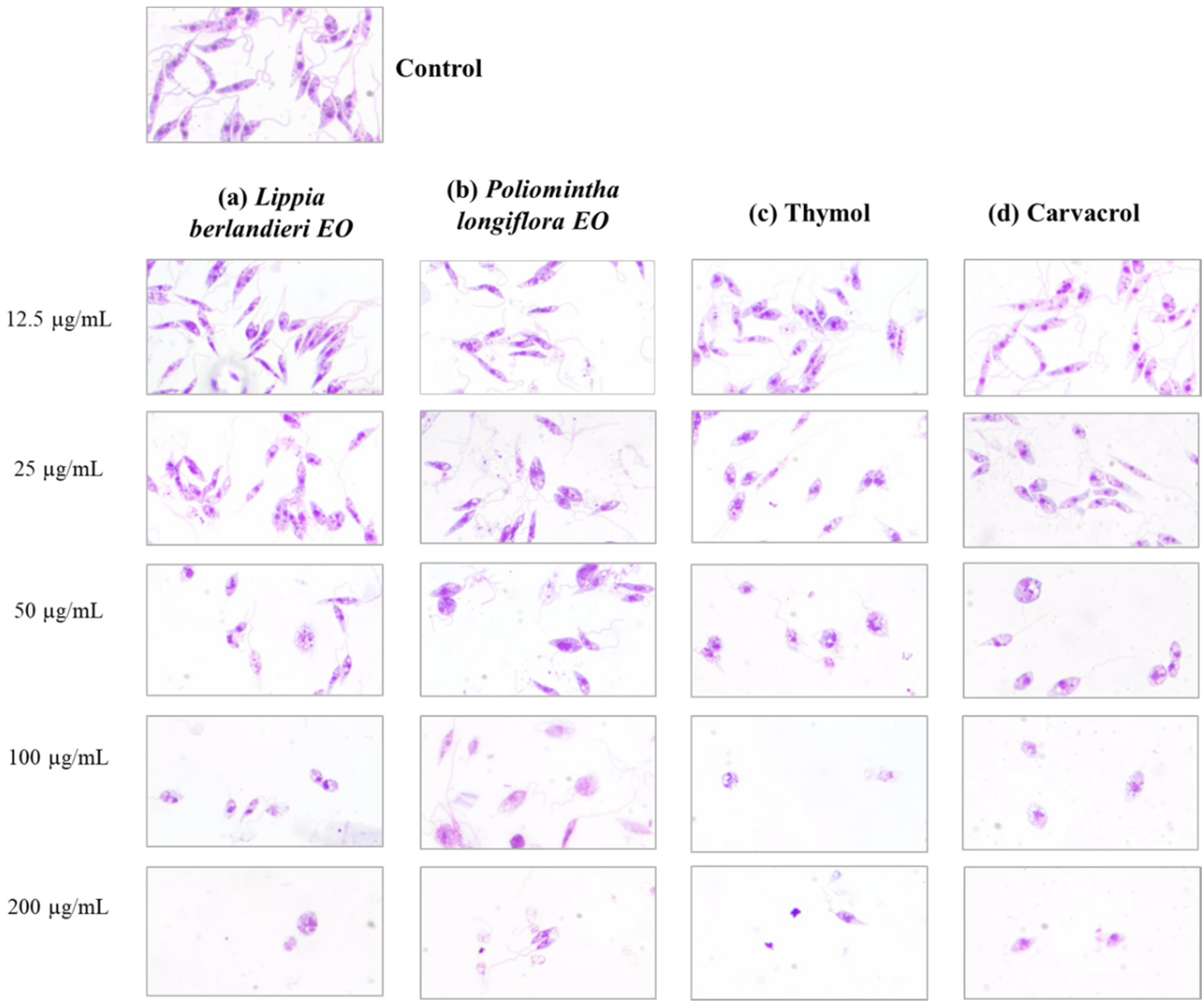 Molecules 27 05183 g002 550