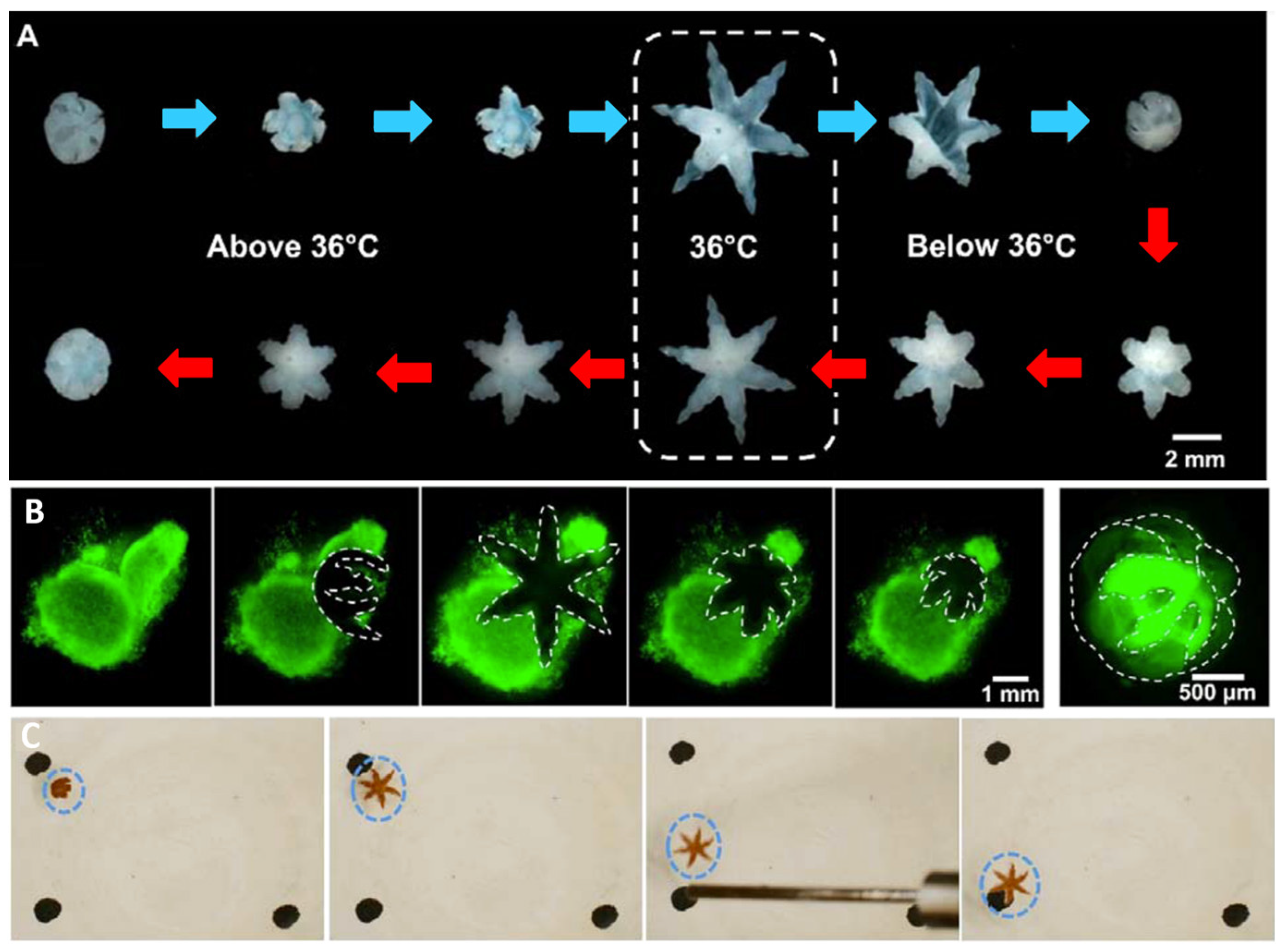 Molecules 27 05196 g010 550