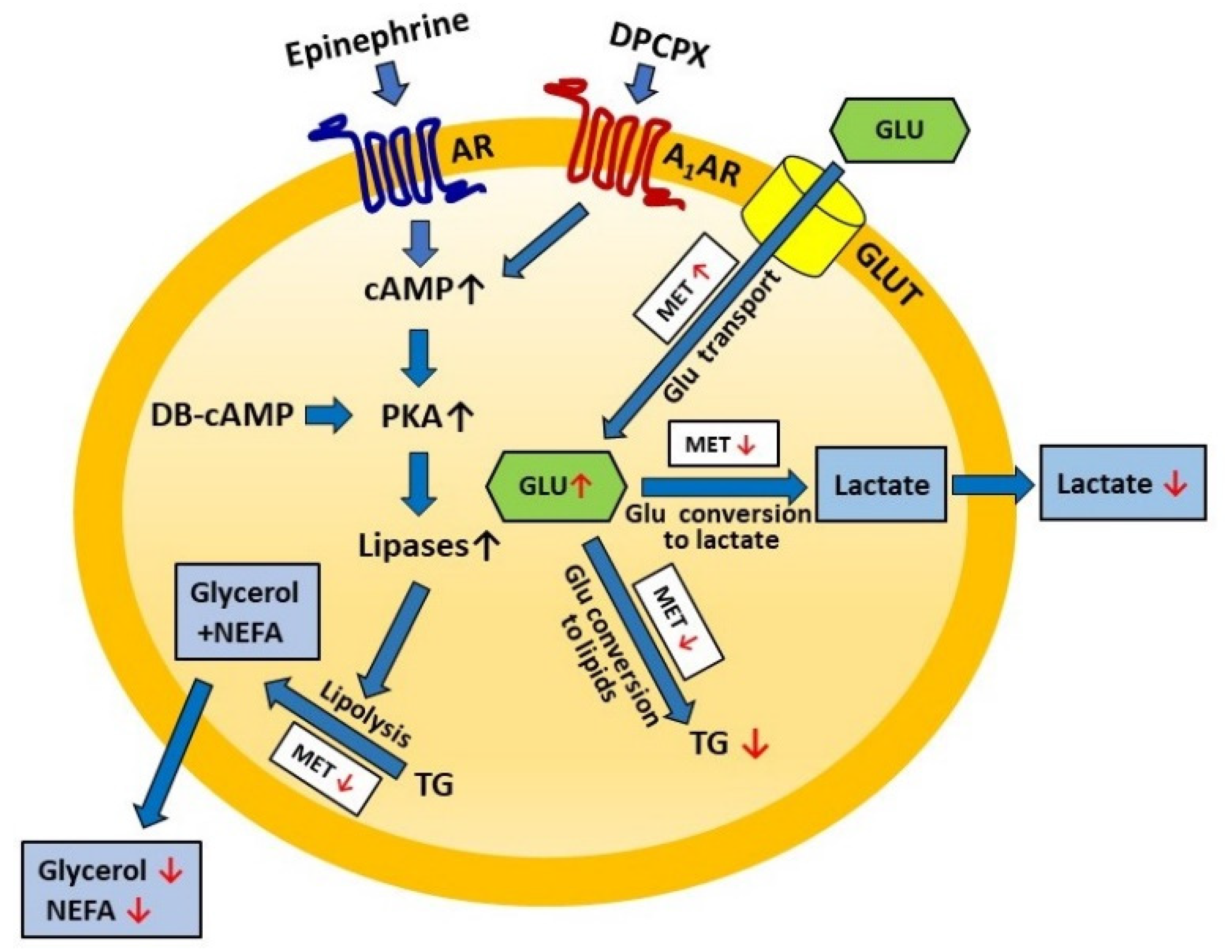 Regulatory Effects of Metformin, an Antidiabetic Biguanide Drug, on the ...