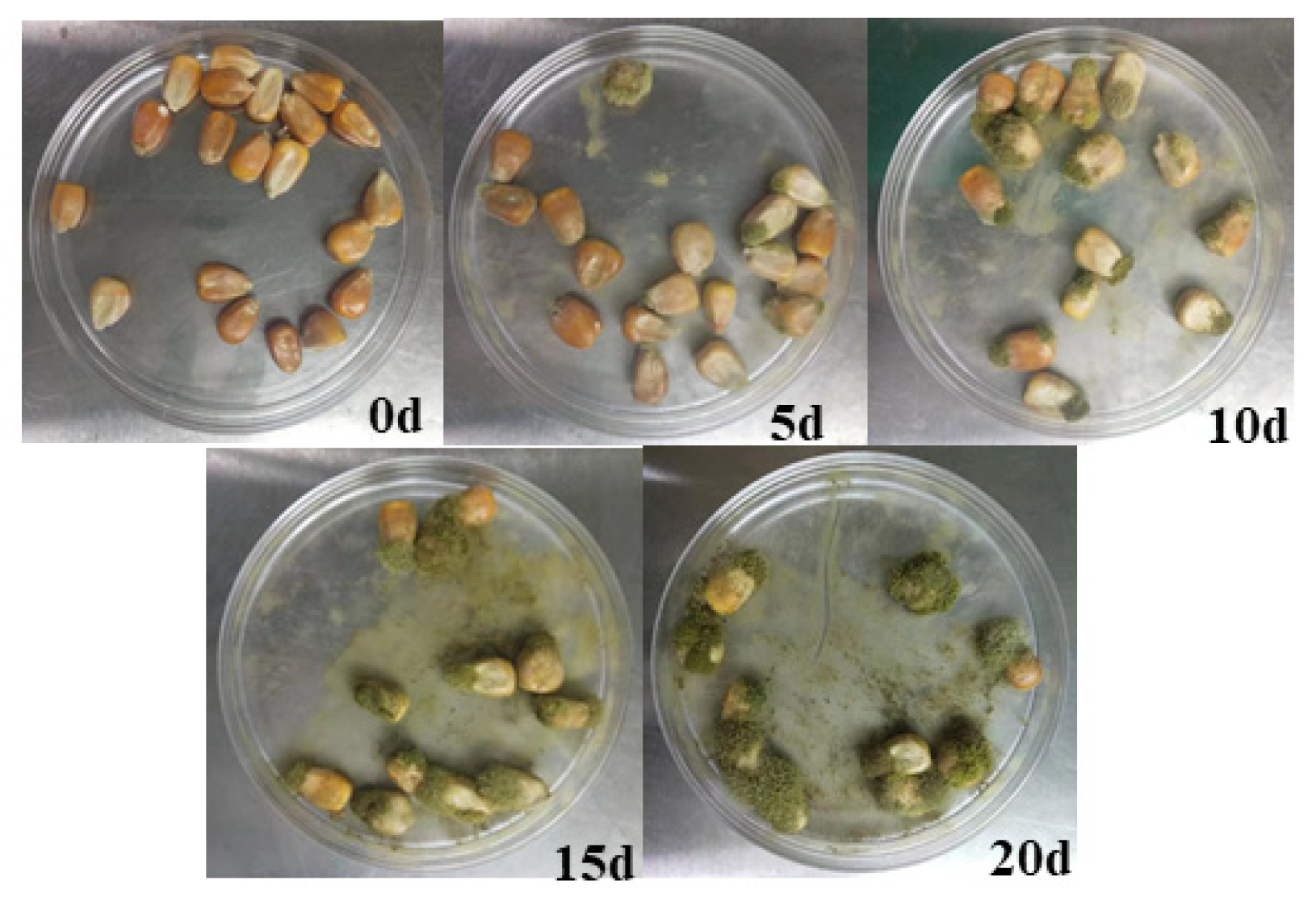 Molecules 27 05280 g003