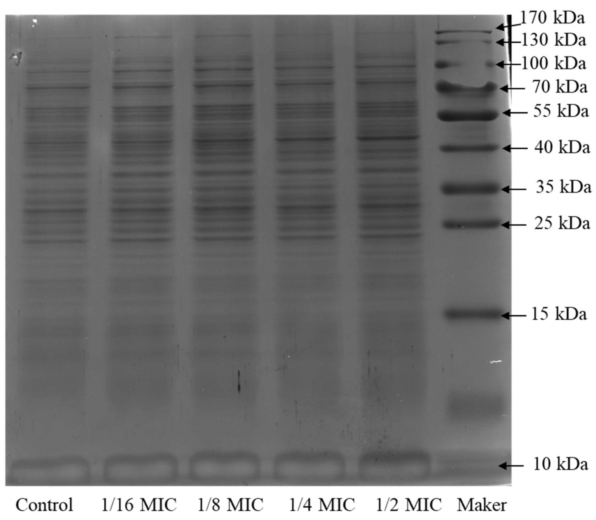 Molecules 27 05291 g004
