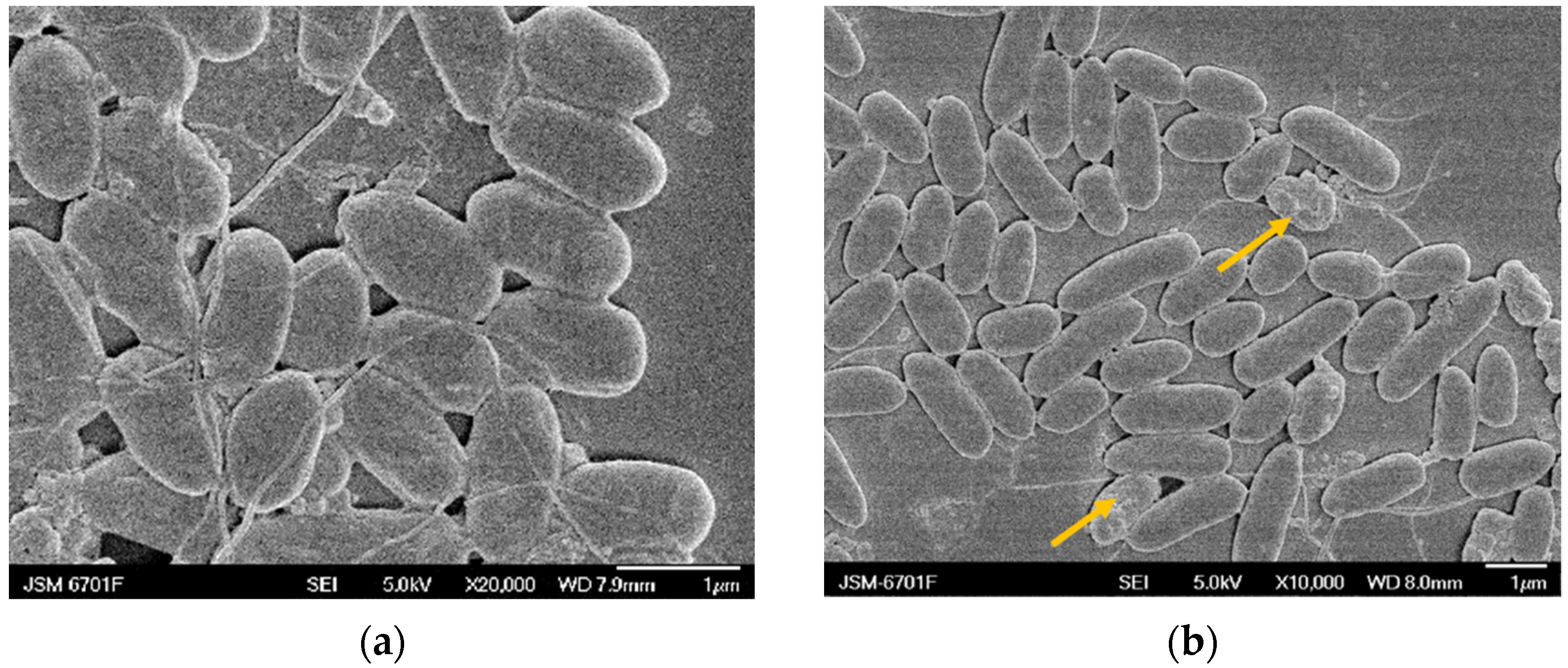 Molecules 27 05291 g005a