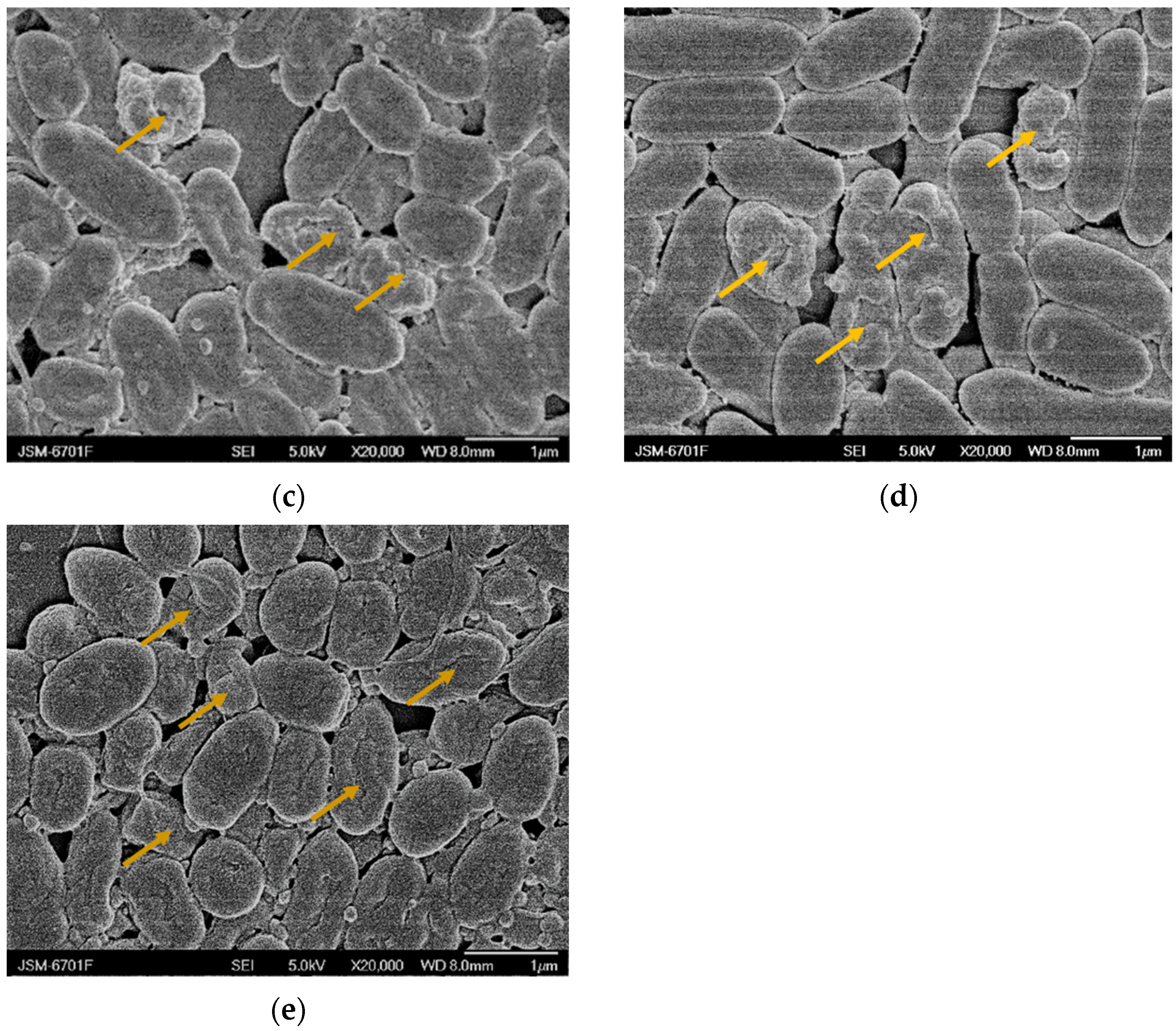 Molecules 27 05291 g005b
