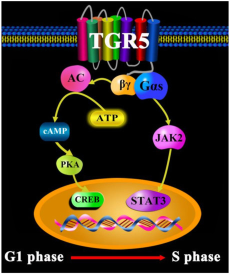 The Bile Acid Membrane Receptor TGR5 in Cancer: Friend or Foe?
