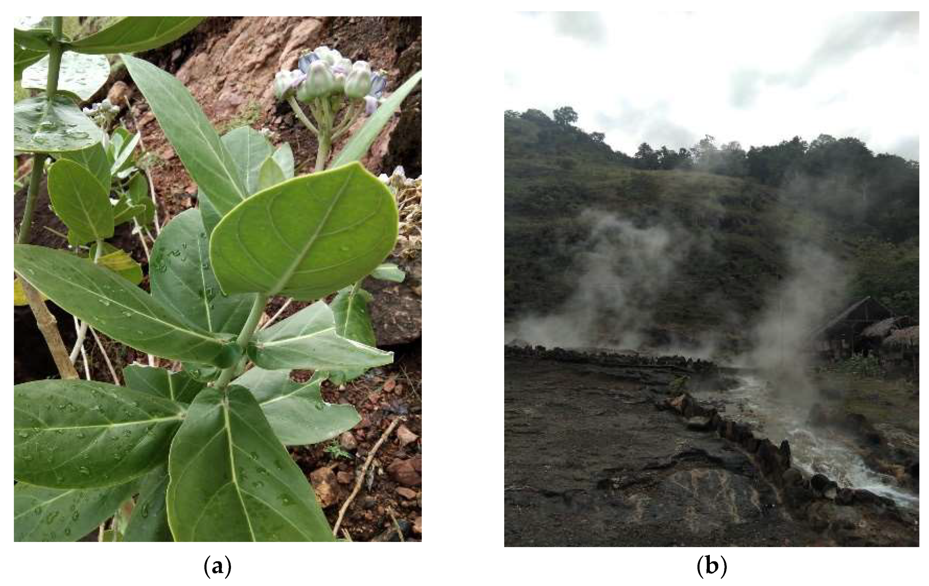 Molecules 27 05310 g007 550
