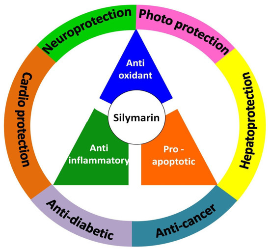 Mechanistic Insights into the Pharmacological Significance