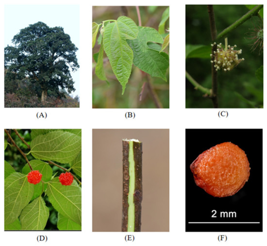 The Genus Broussonetia: An Updated Review of Phytochemistry
