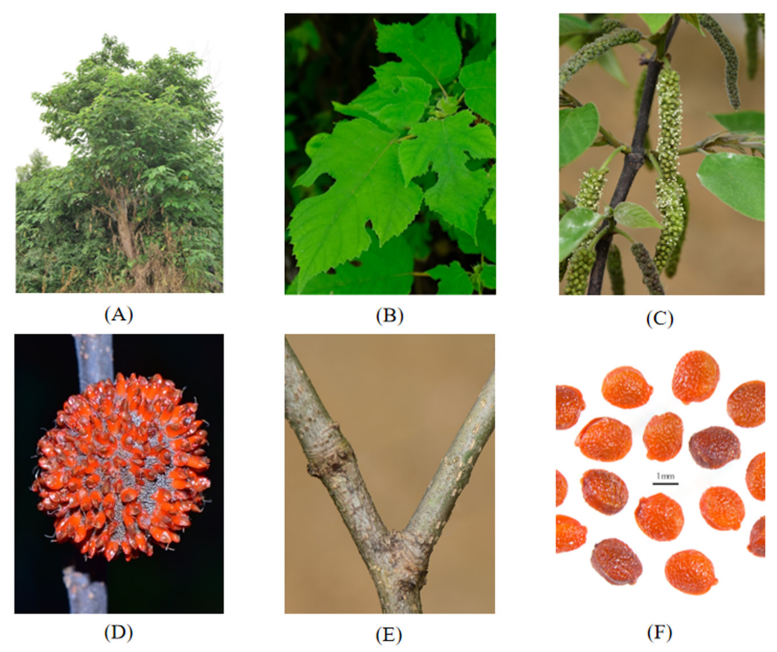 The Genus Broussonetia: An Updated Review of Phytochemistry, Pharmacology  and Applications